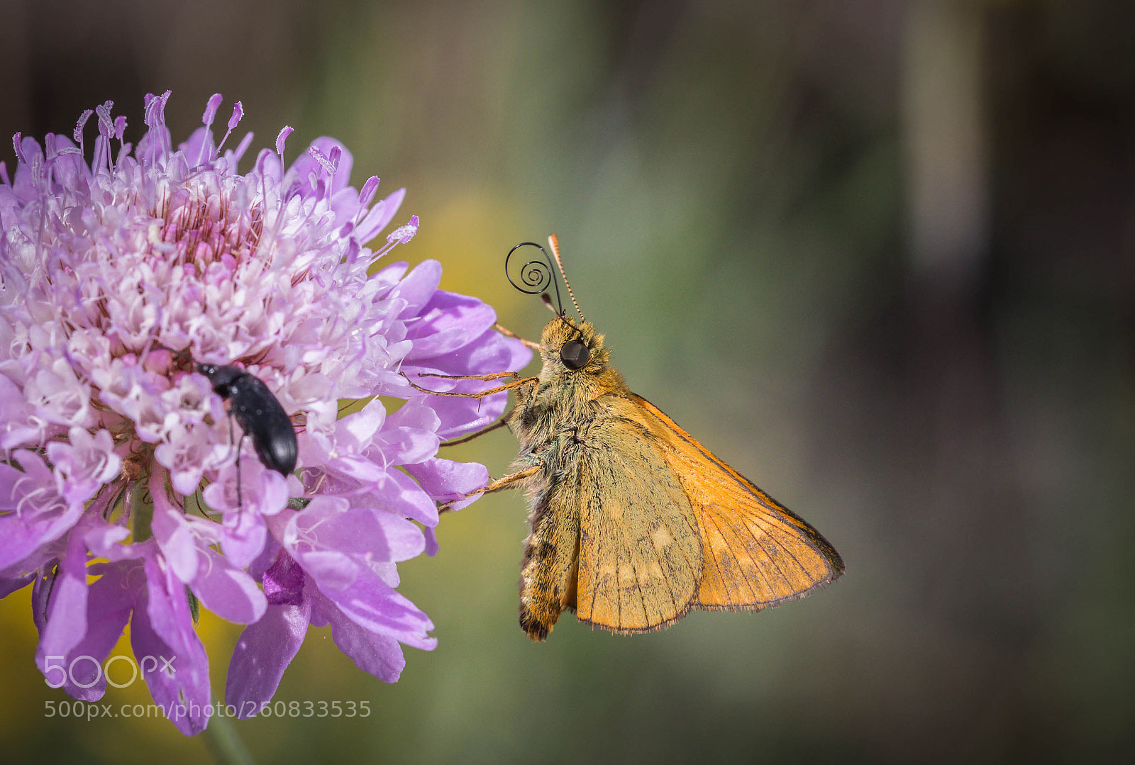 Canon EOS 650D (EOS Rebel T4i / EOS Kiss X6i) sample photo. Butterfly photography