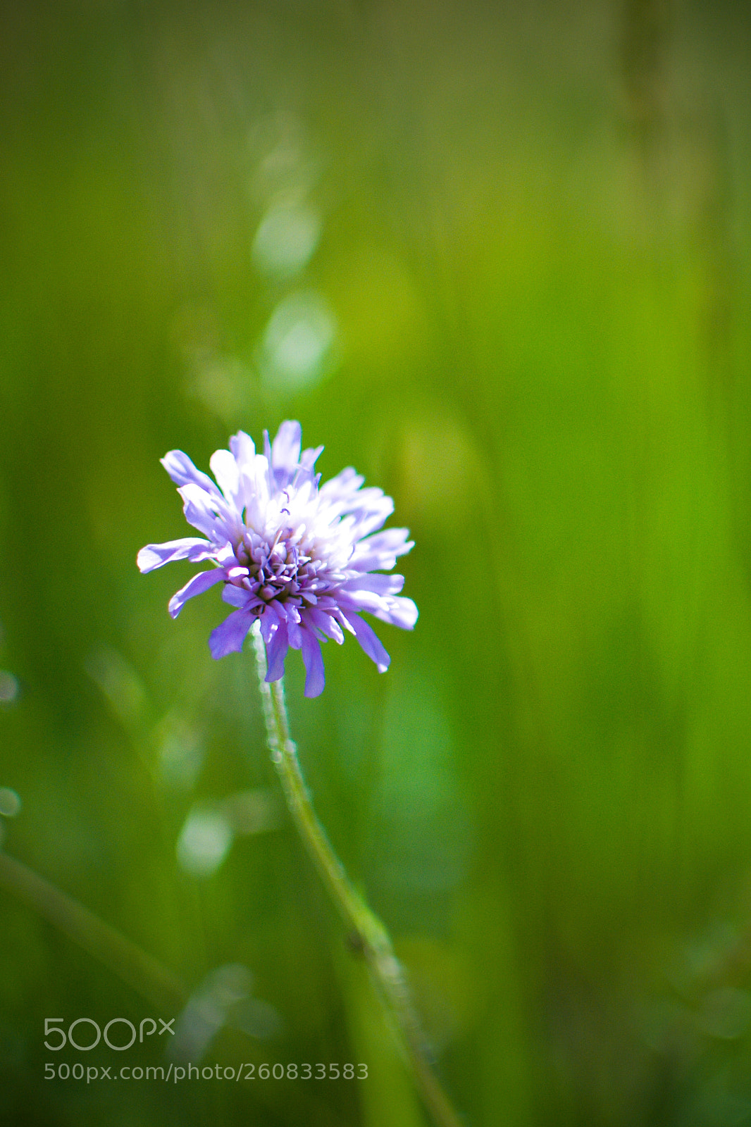 Nikon D3100 sample photo. Flower photography