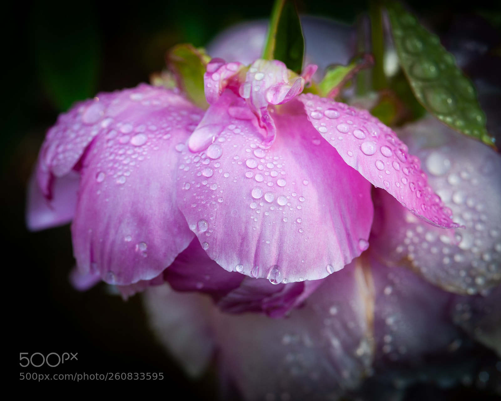 Nikon D700 sample photo. Flowering rain photography