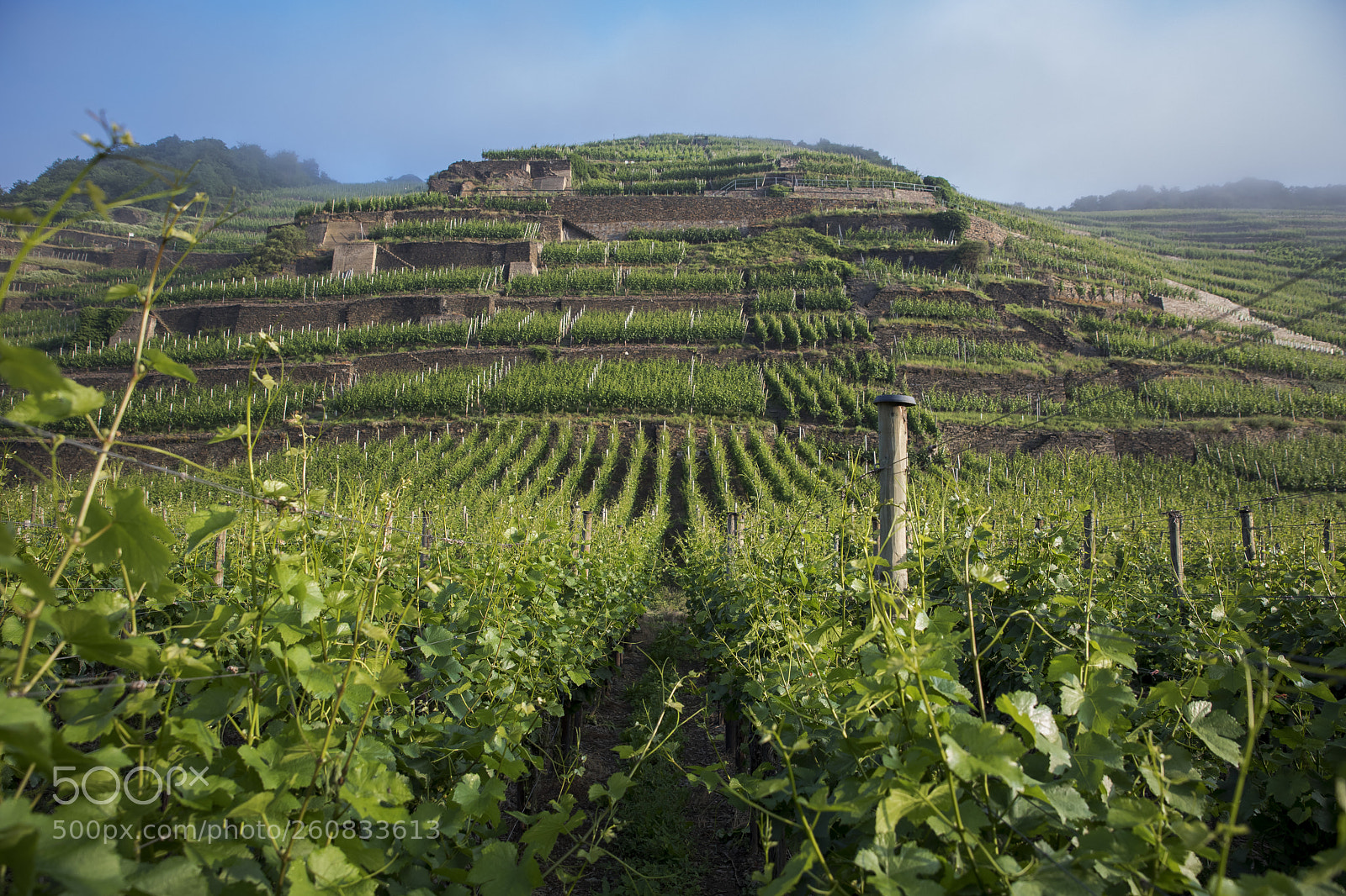 Canon EOS 5D Mark IV sample photo. Wine growing region ahrtal photography