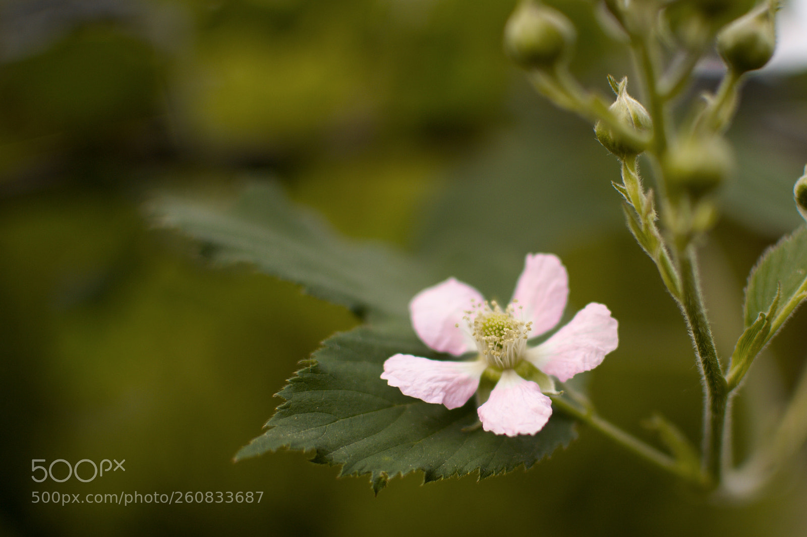 Nikon D3100 sample photo. Cernica photography