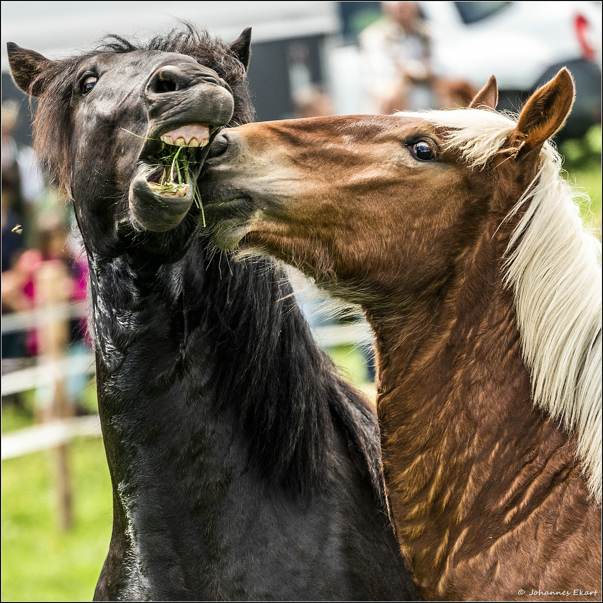 Sony a9 sample photo. Ross auslassen photography