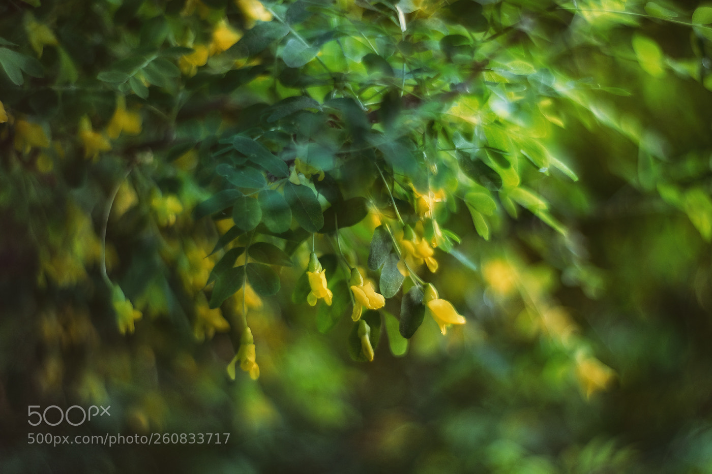 Fujifilm X-T20 sample photo. Blossom photography