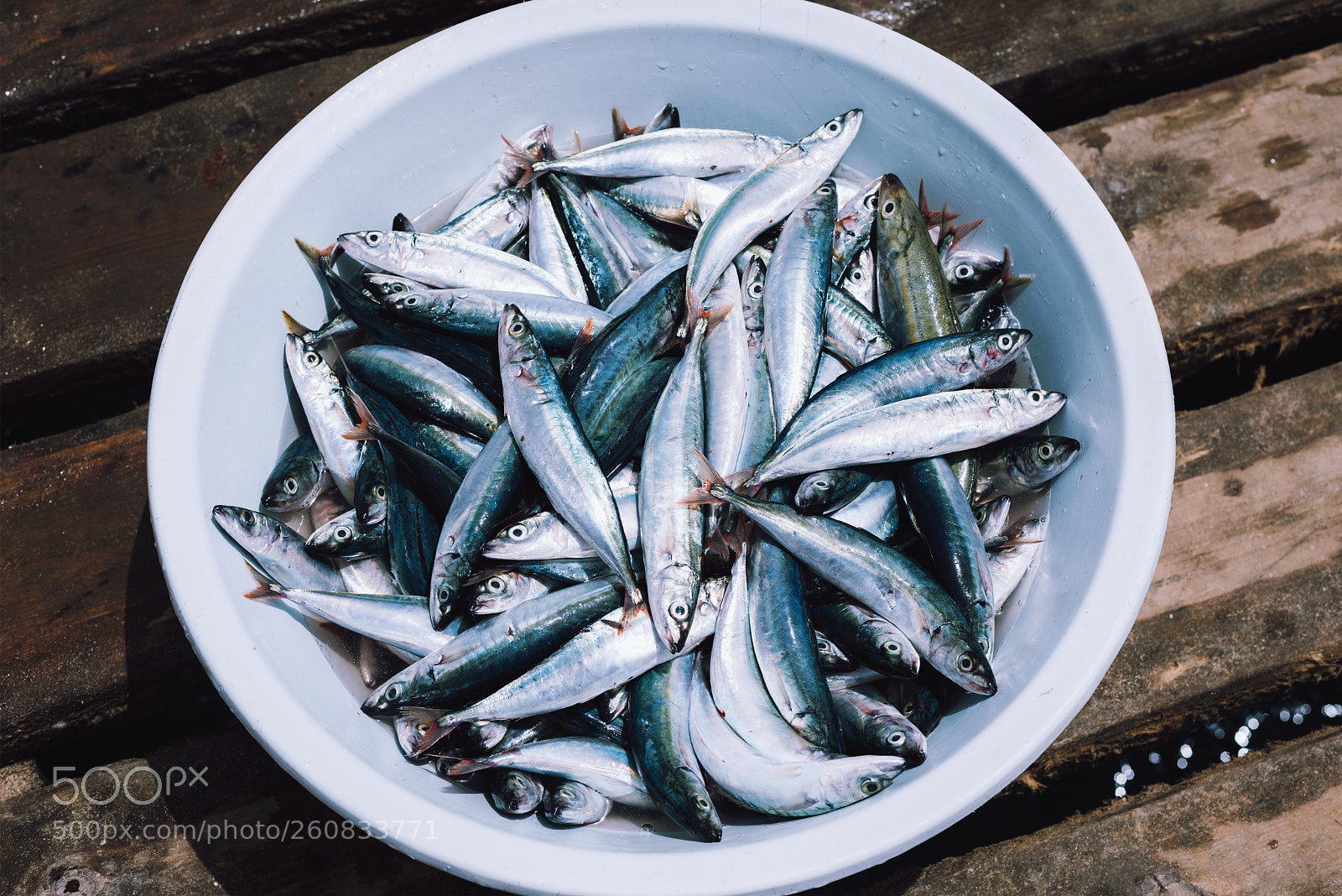 Nikon D810 sample photo. Fish catch photography