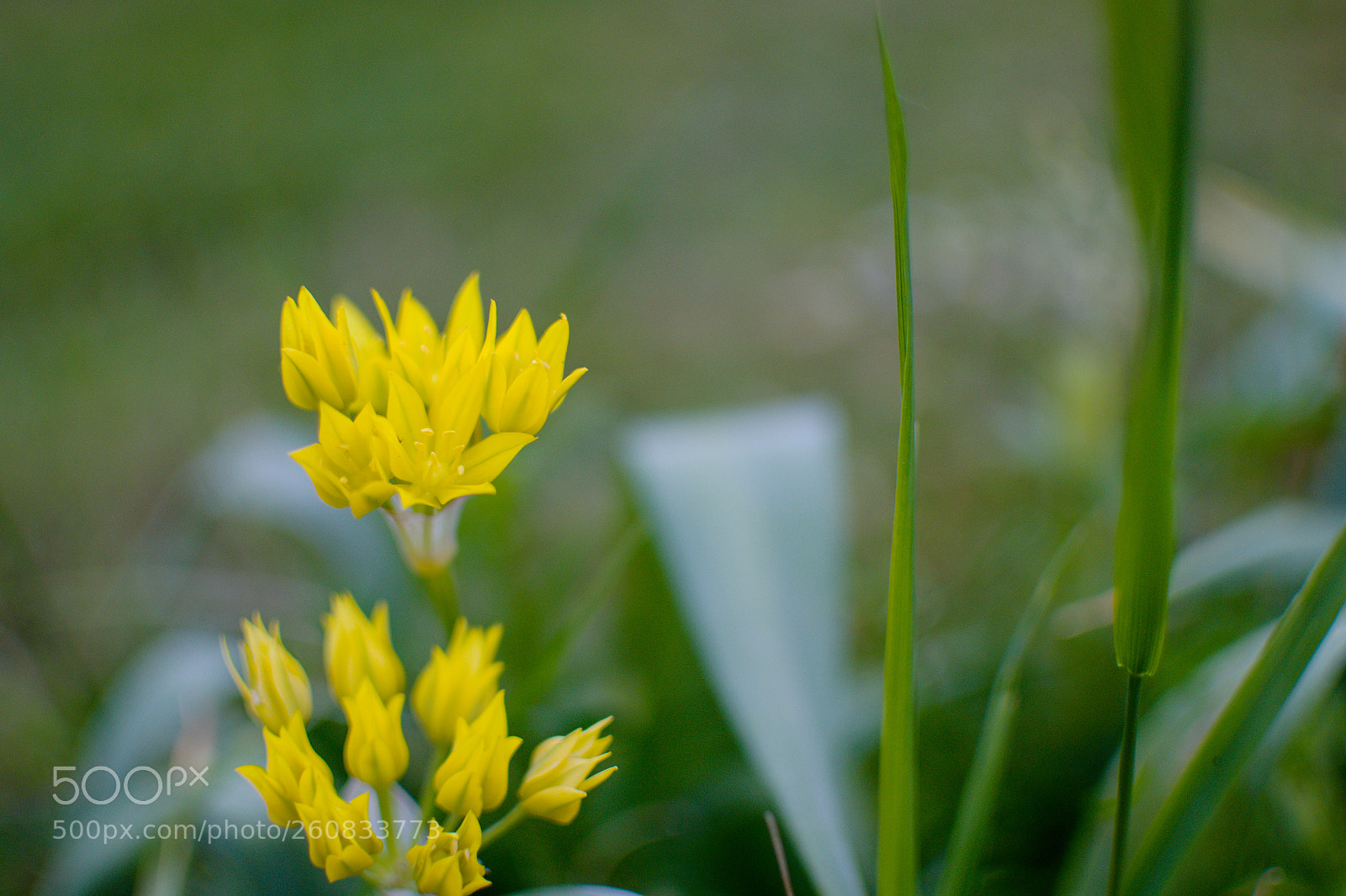 Nikon D3100 sample photo. Yellow flower photography
