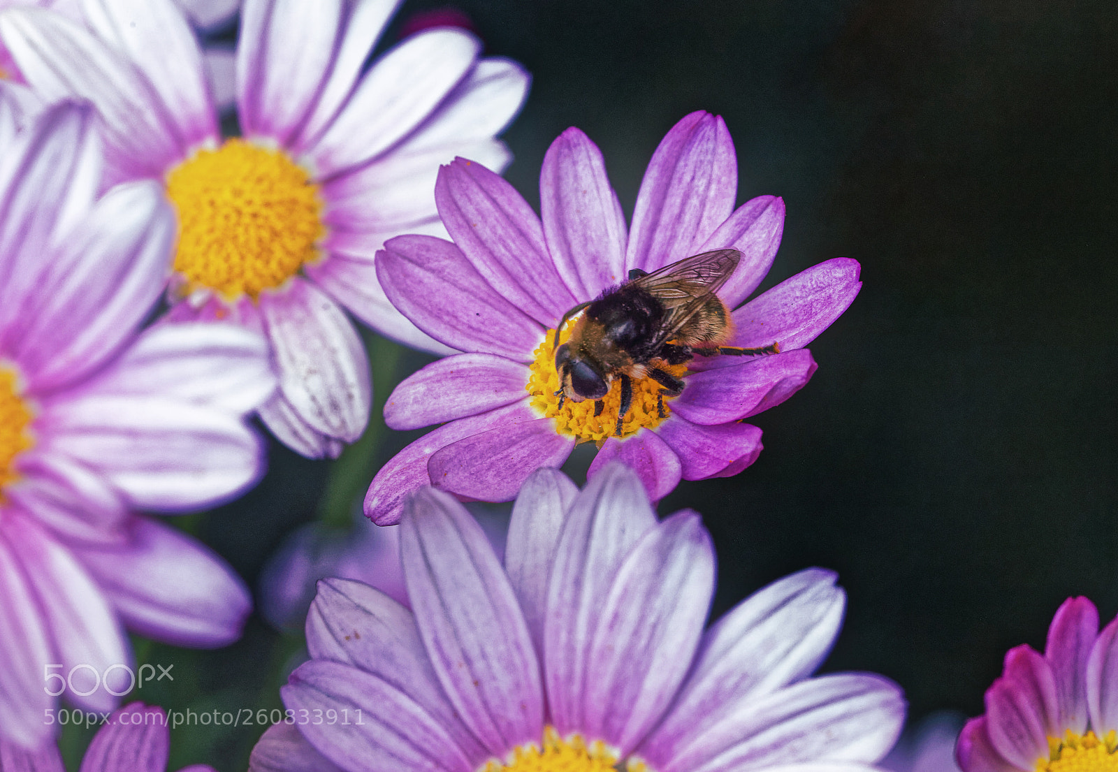 Canon EOS 5DS R sample photo. Honey time photography