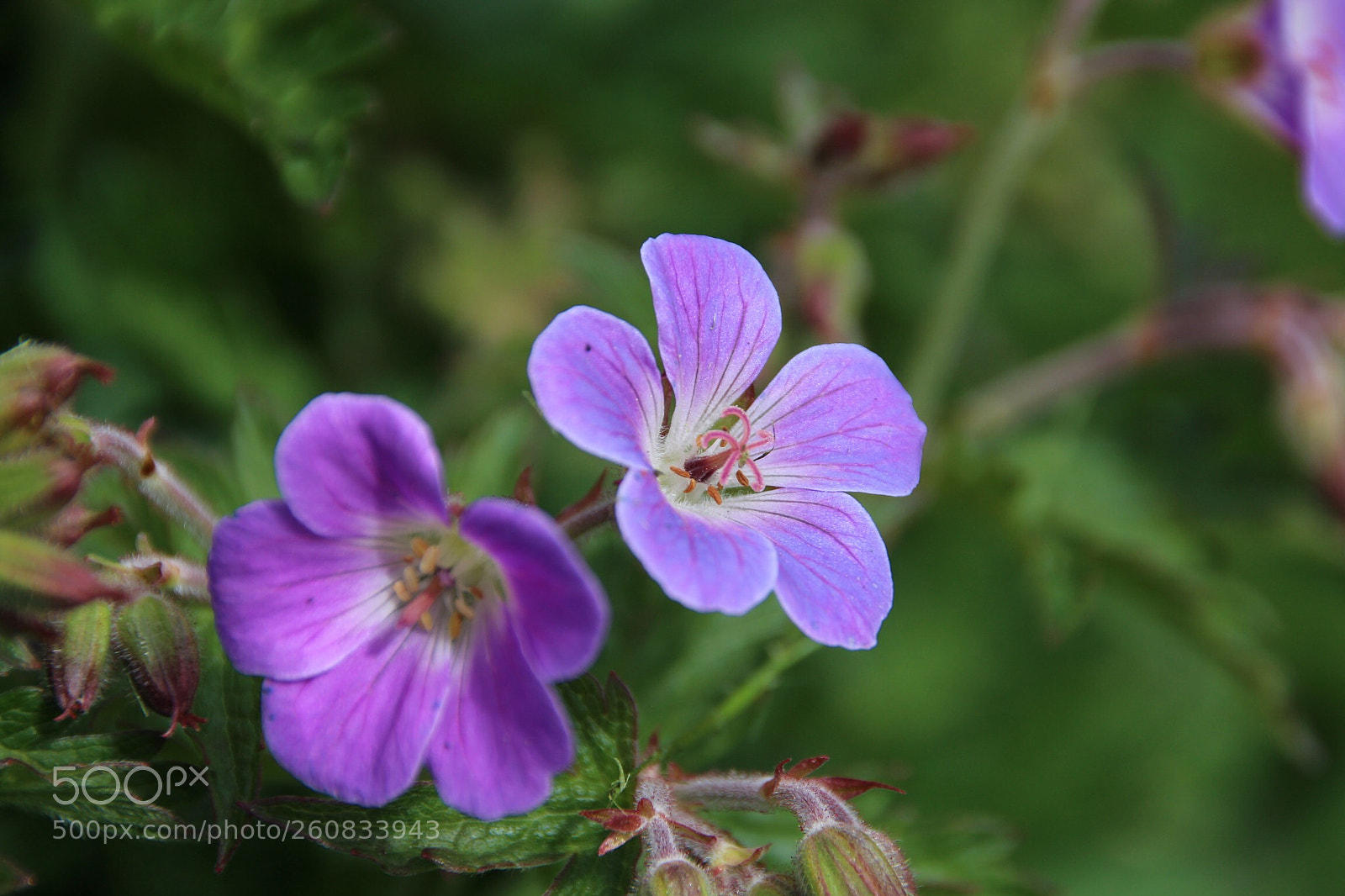 Canon EOS 700D (EOS Rebel T5i / EOS Kiss X7i) sample photo. Untitled photography