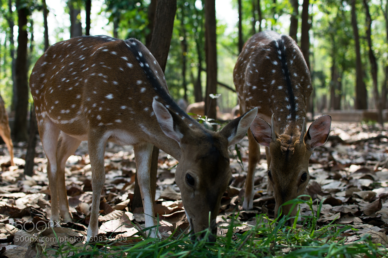 Nikon D5300 sample photo. I like big bucks photography