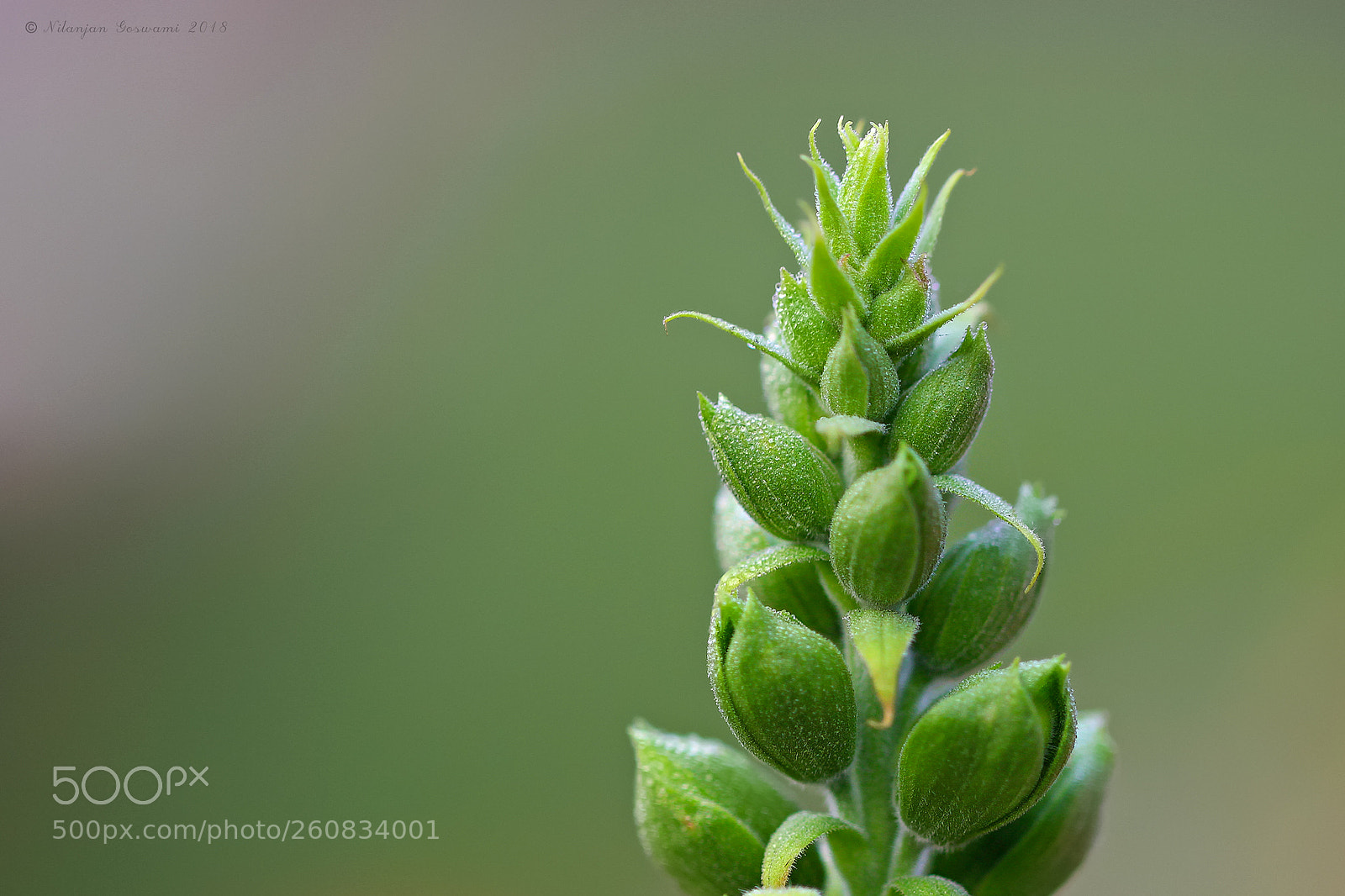 Canon EOS 600D (Rebel EOS T3i / EOS Kiss X5) sample photo. Greenary photography