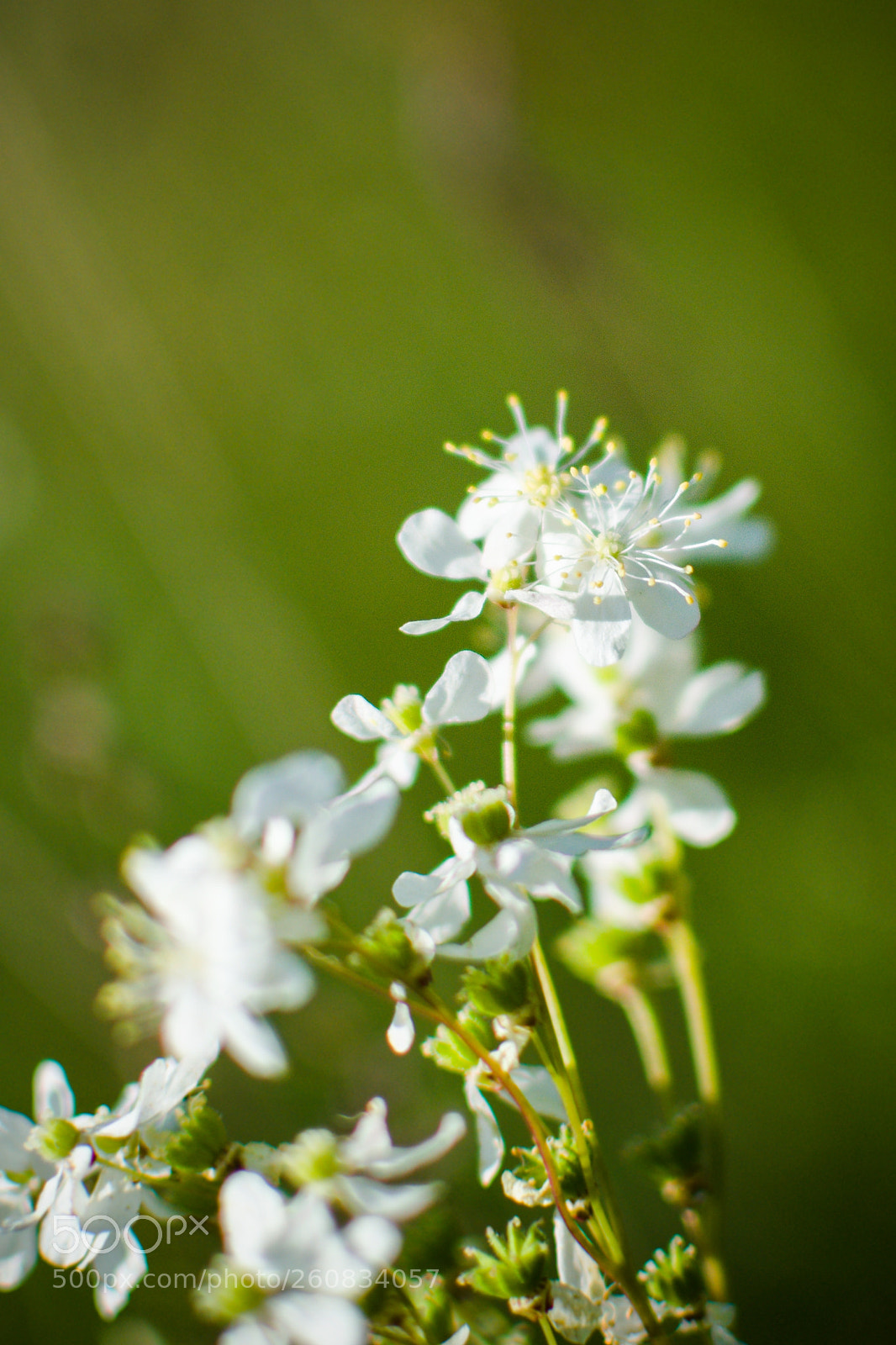 Nikon D3100 sample photo. Wild flower photography