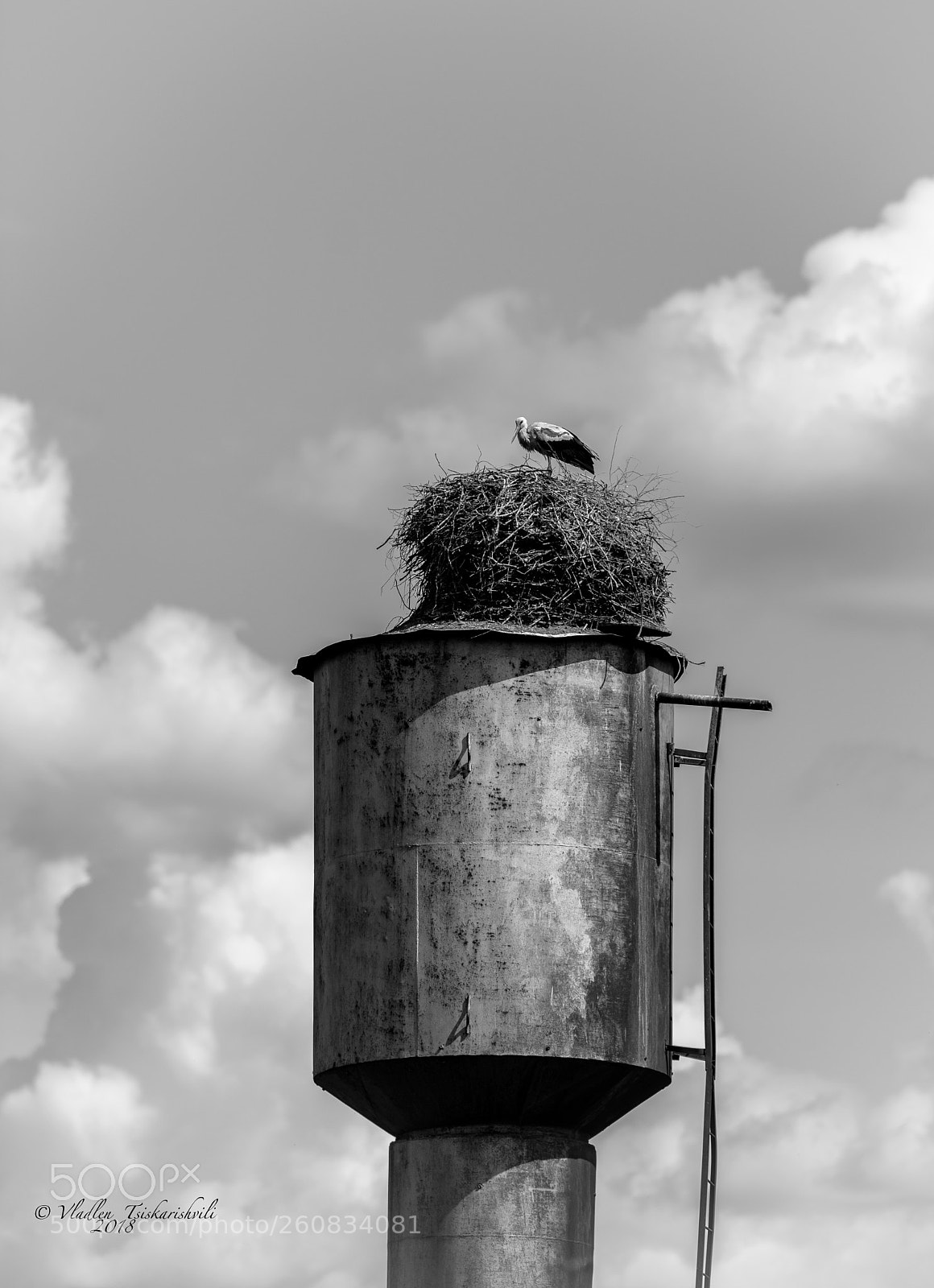 Nikon D800 sample photo. Stork under the sky photography