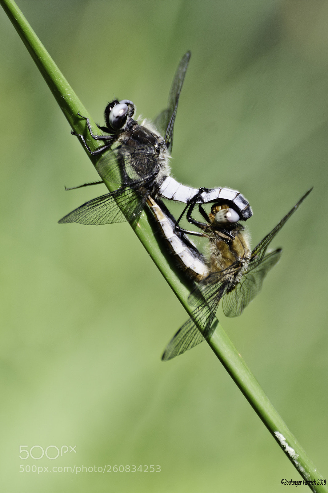 Nikon D7000 sample photo. Accouplement photography