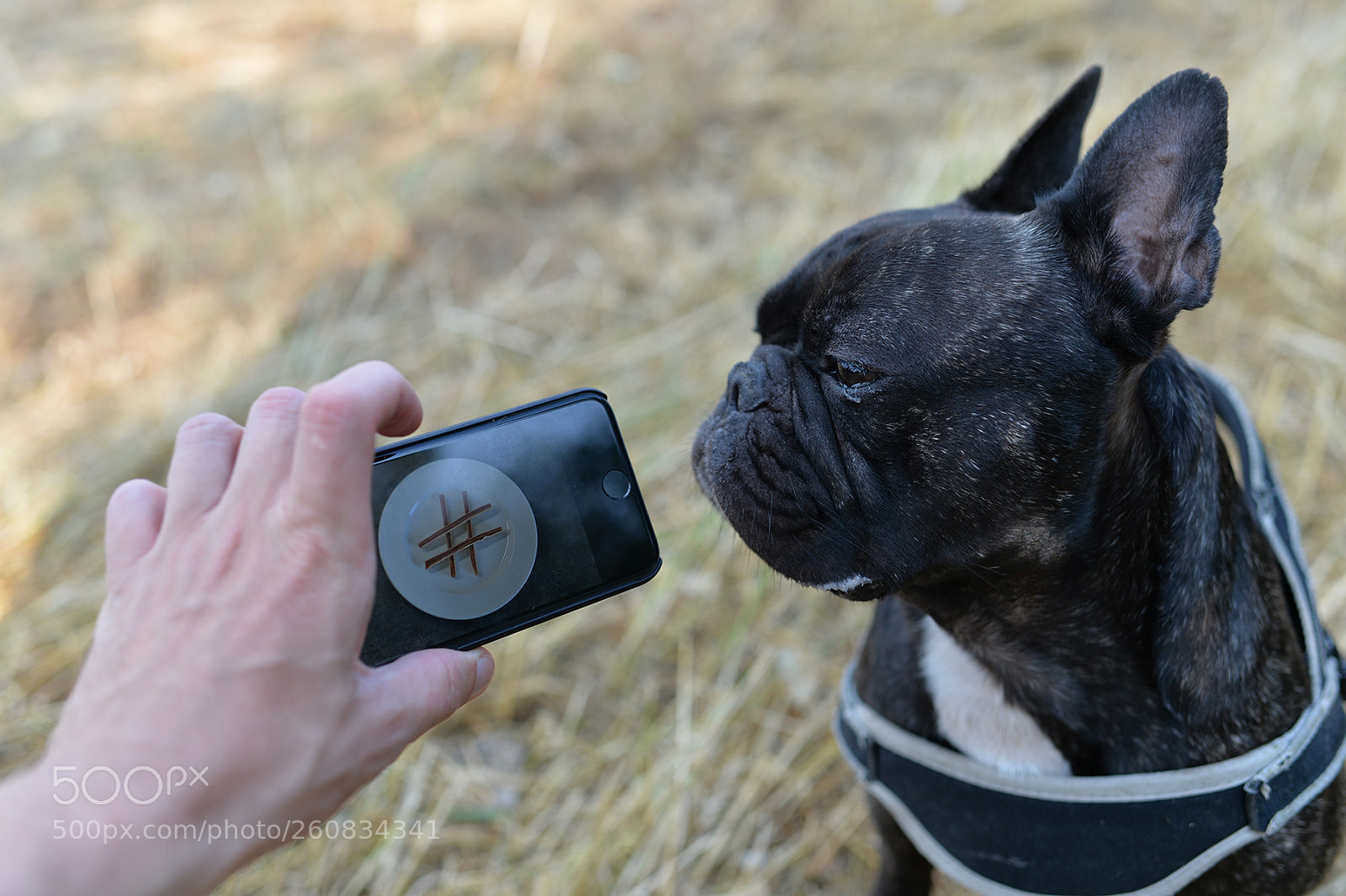 Nikon Df sample photo. # frenchie photography