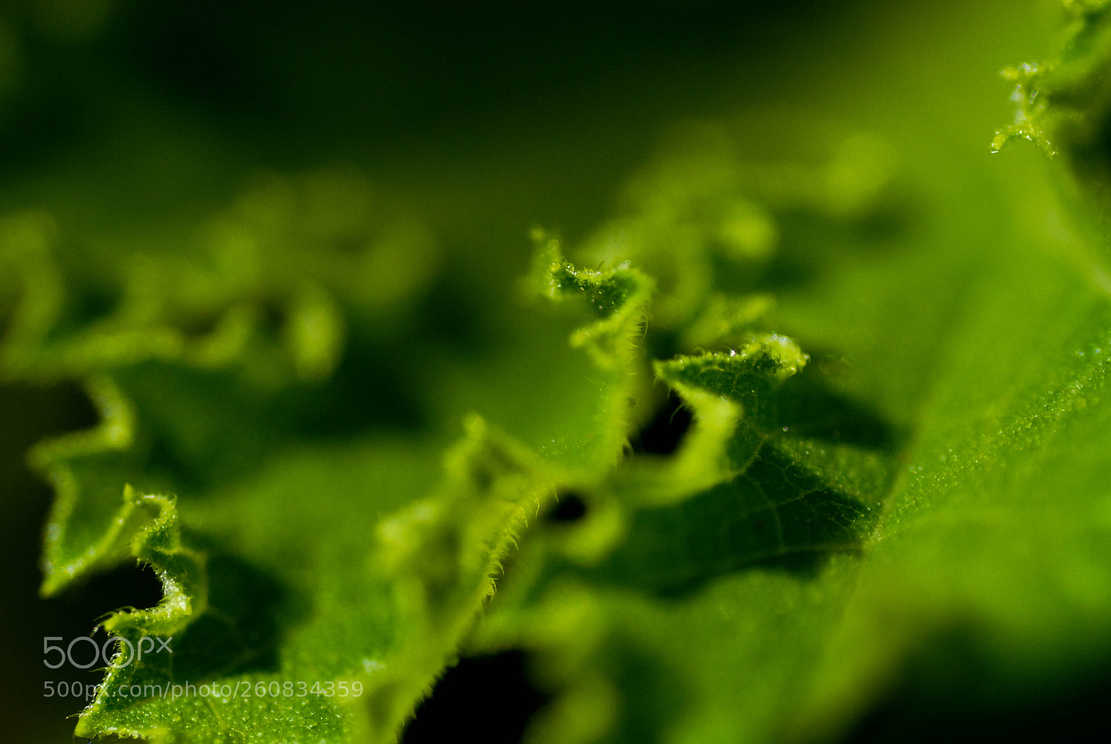 Nikon D200 sample photo. Zucchini photography