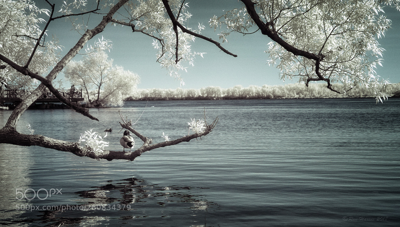 Nikon D90 sample photo. Duck days photography