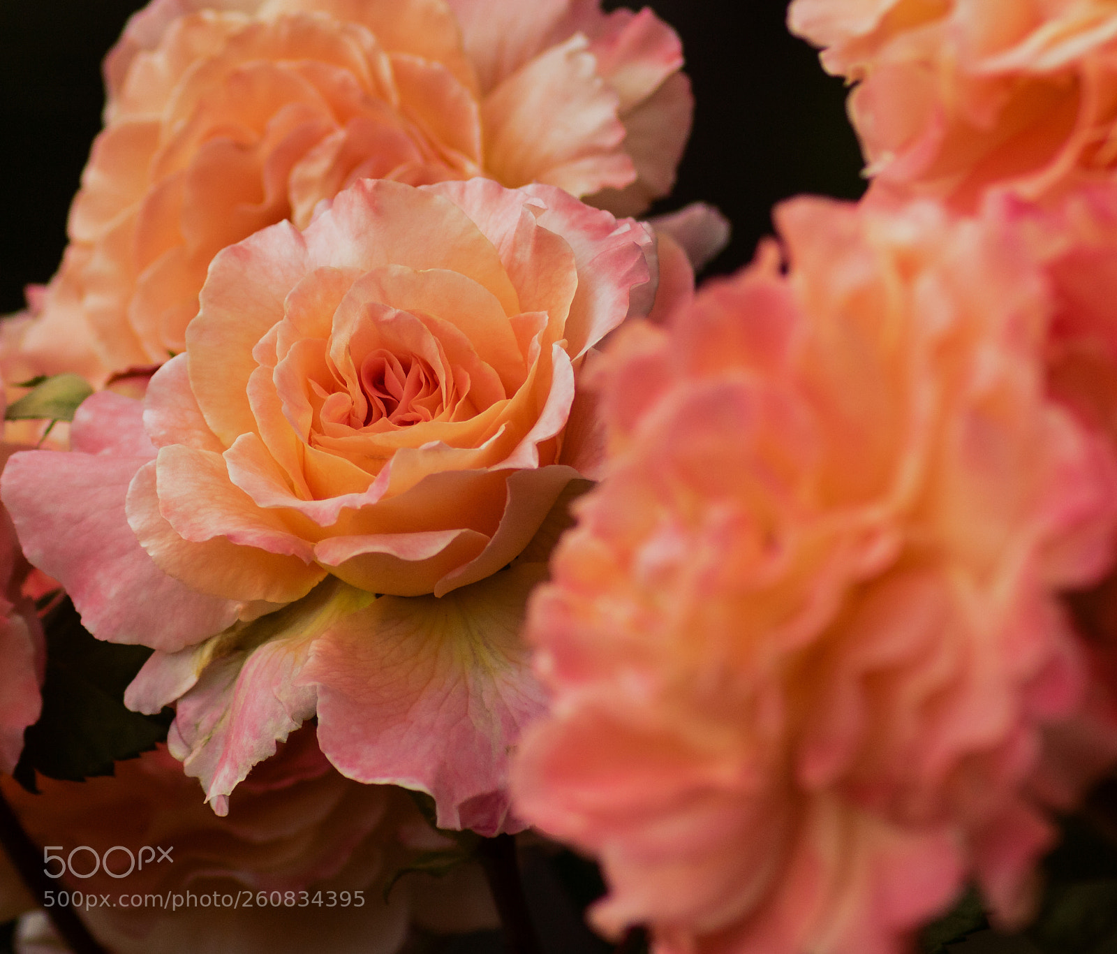 Canon EOS 750D (EOS Rebel T6i / EOS Kiss X8i) sample photo. Flower photography