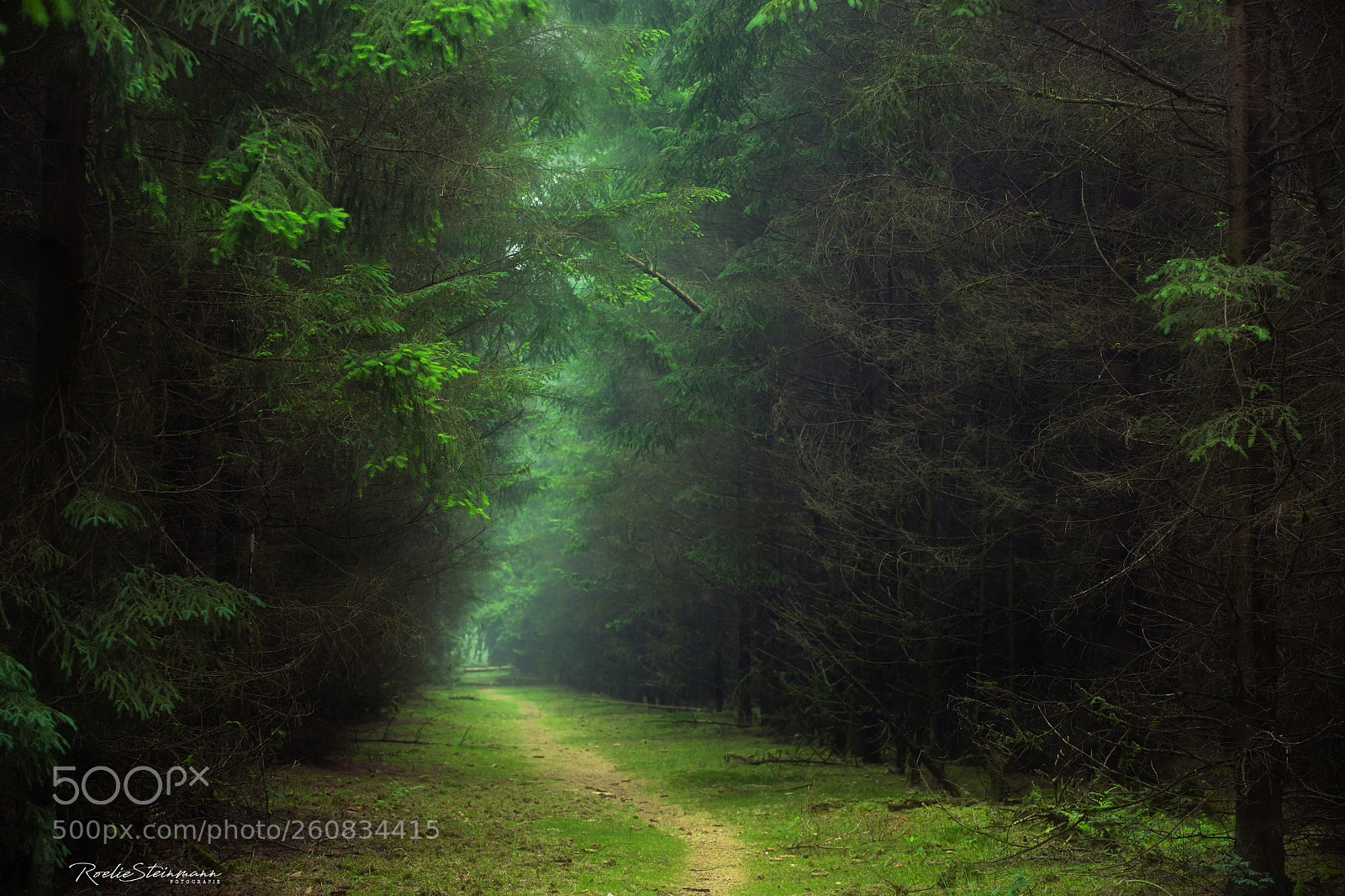 Canon EOS 6D Mark II sample photo. Secret path photography