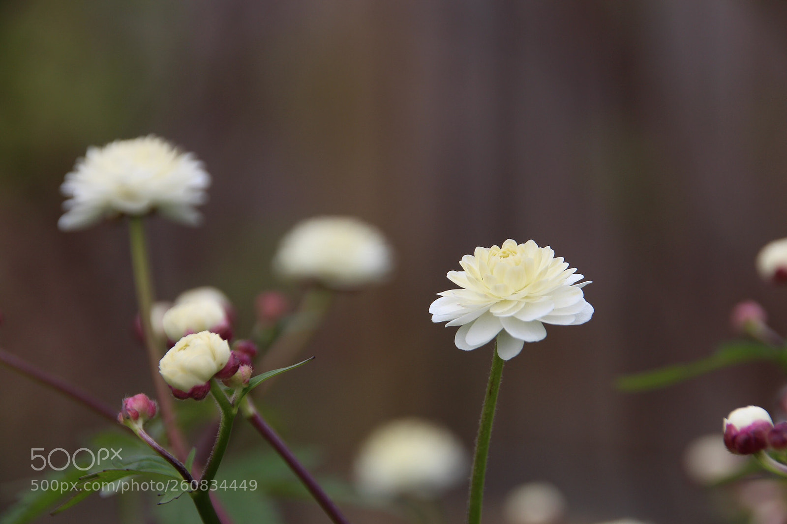 Canon EOS 700D (EOS Rebel T5i / EOS Kiss X7i) sample photo. Untitled photography
