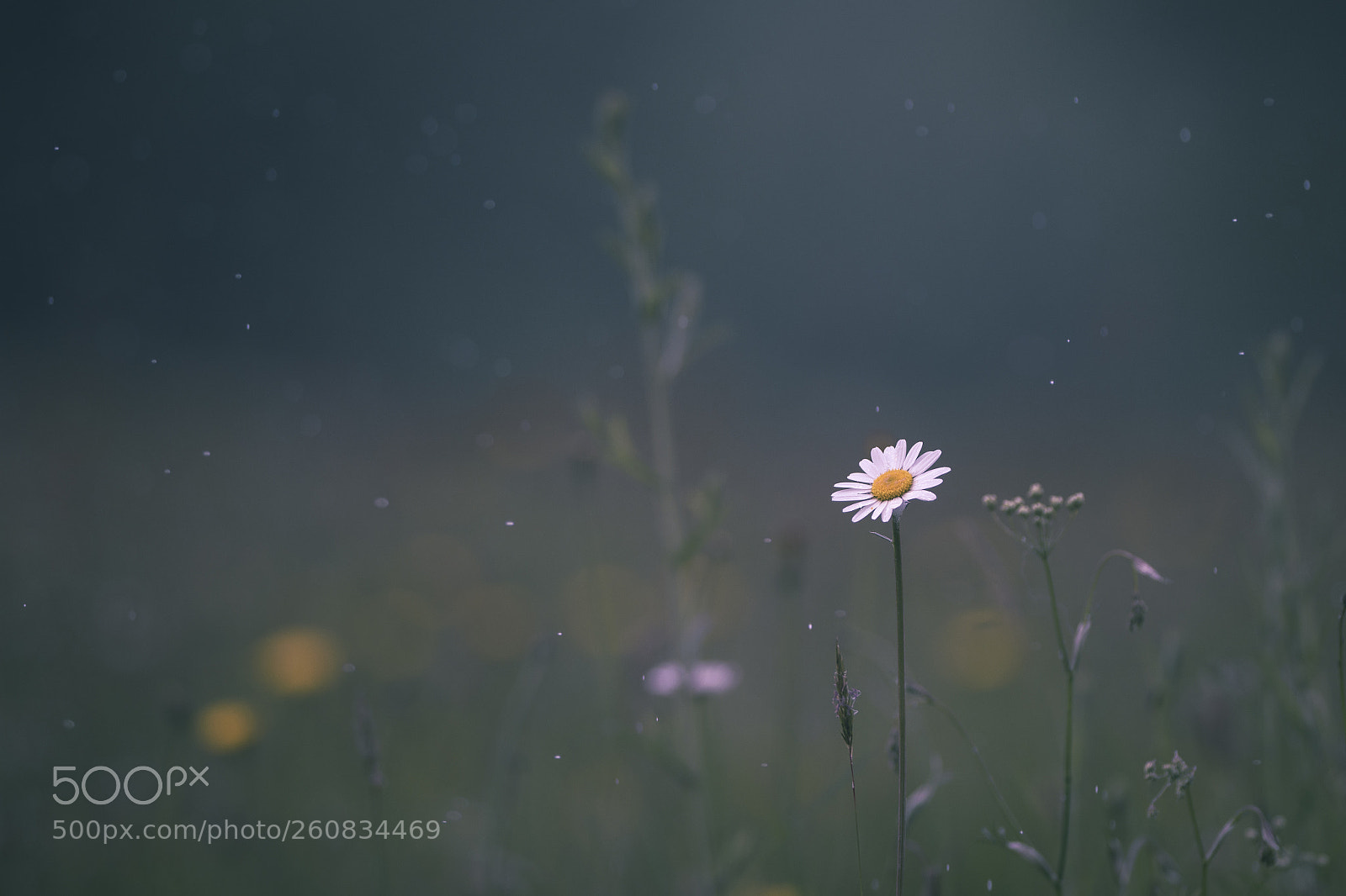 Nikon D7200 sample photo. Daisy under the rain photography