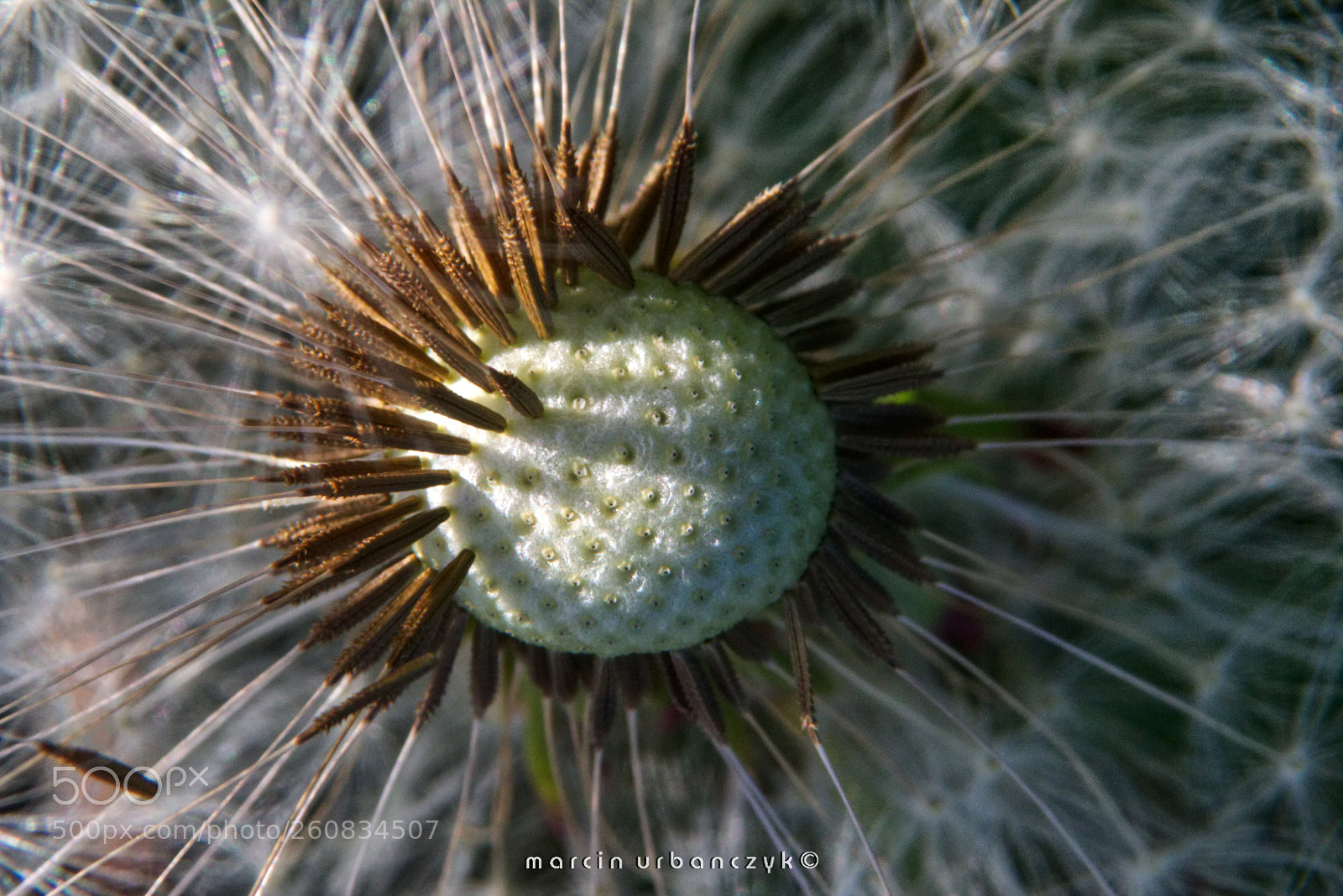 Canon EOS 70D sample photo. Bald photography