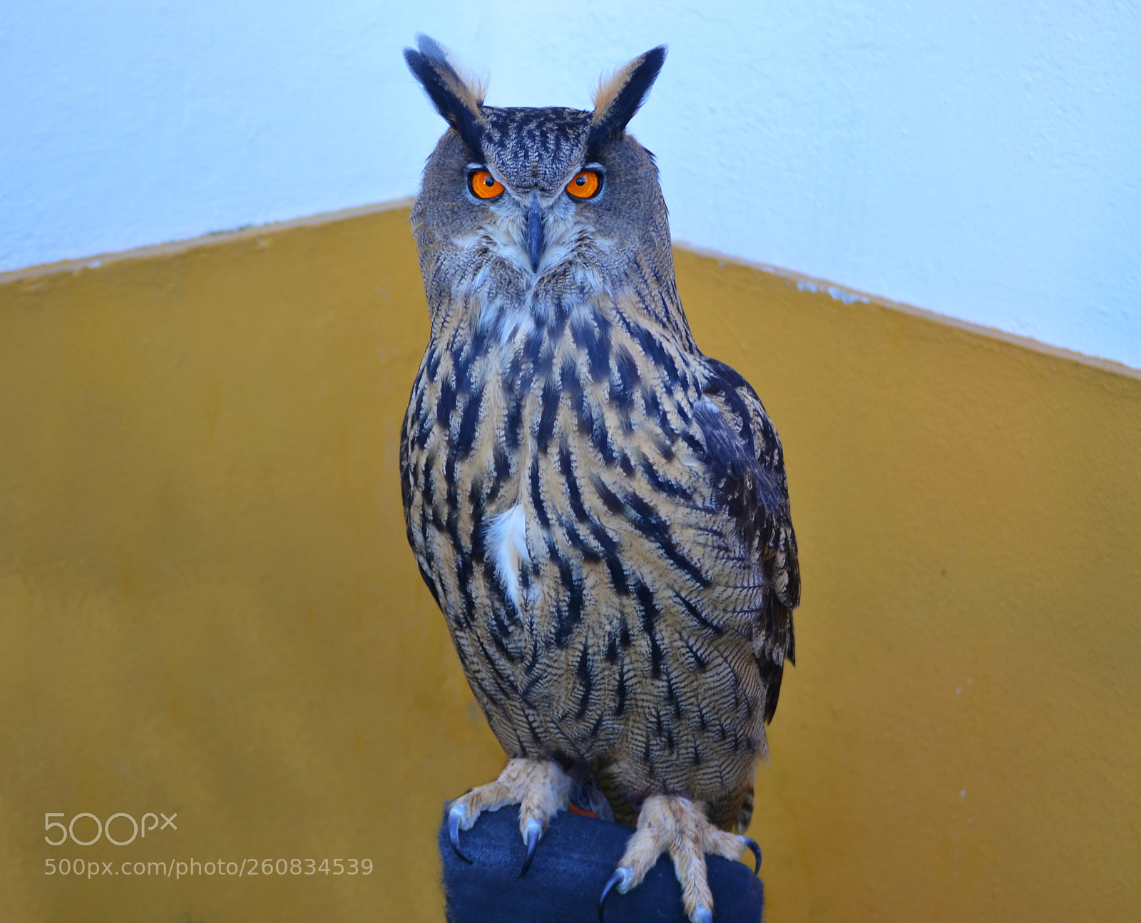Nikon D3100 sample photo. Buho real photography