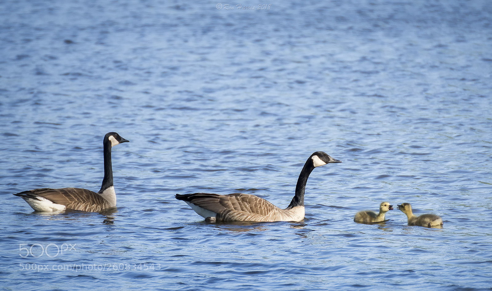 Sony ILCA-77M2 sample photo. Kids will be kids photography