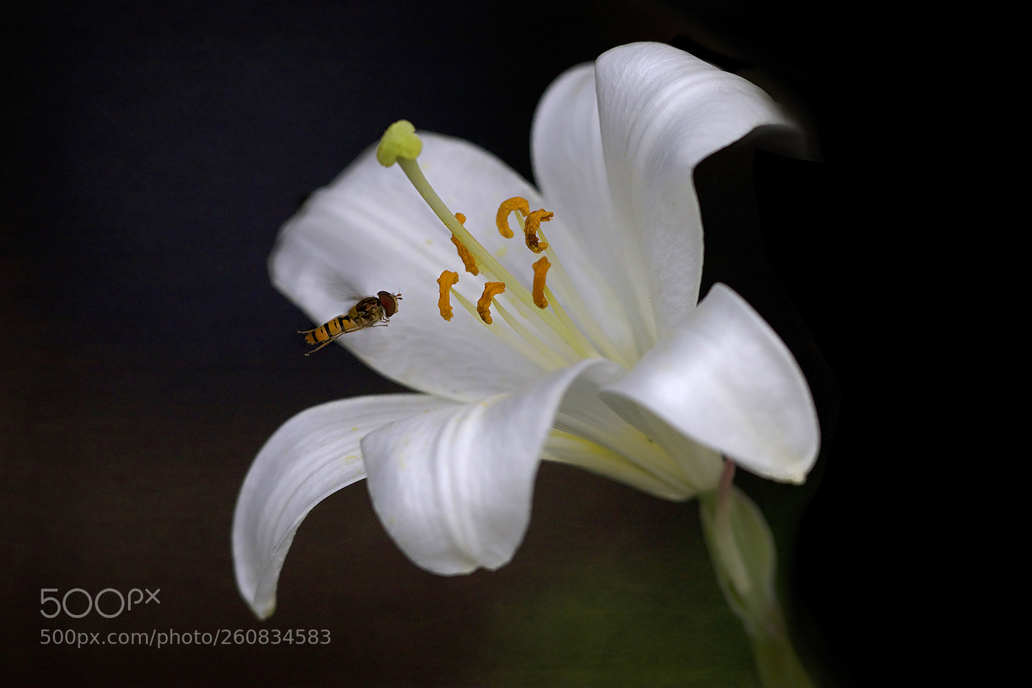 Canon EOS 7D Mark II sample photo. Floating photography