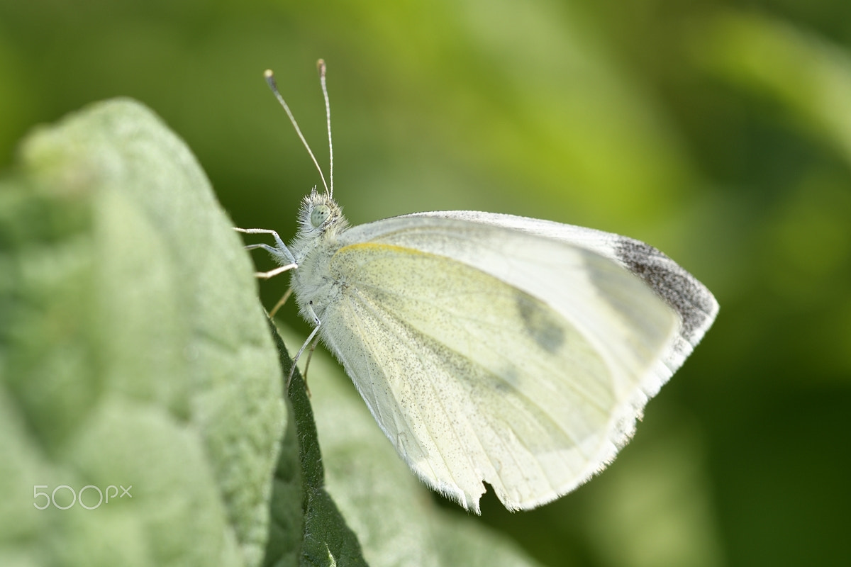 Nikon AF-S Micro-Nikkor 105mm F2.8G IF-ED VR sample photo. Butterfly photography