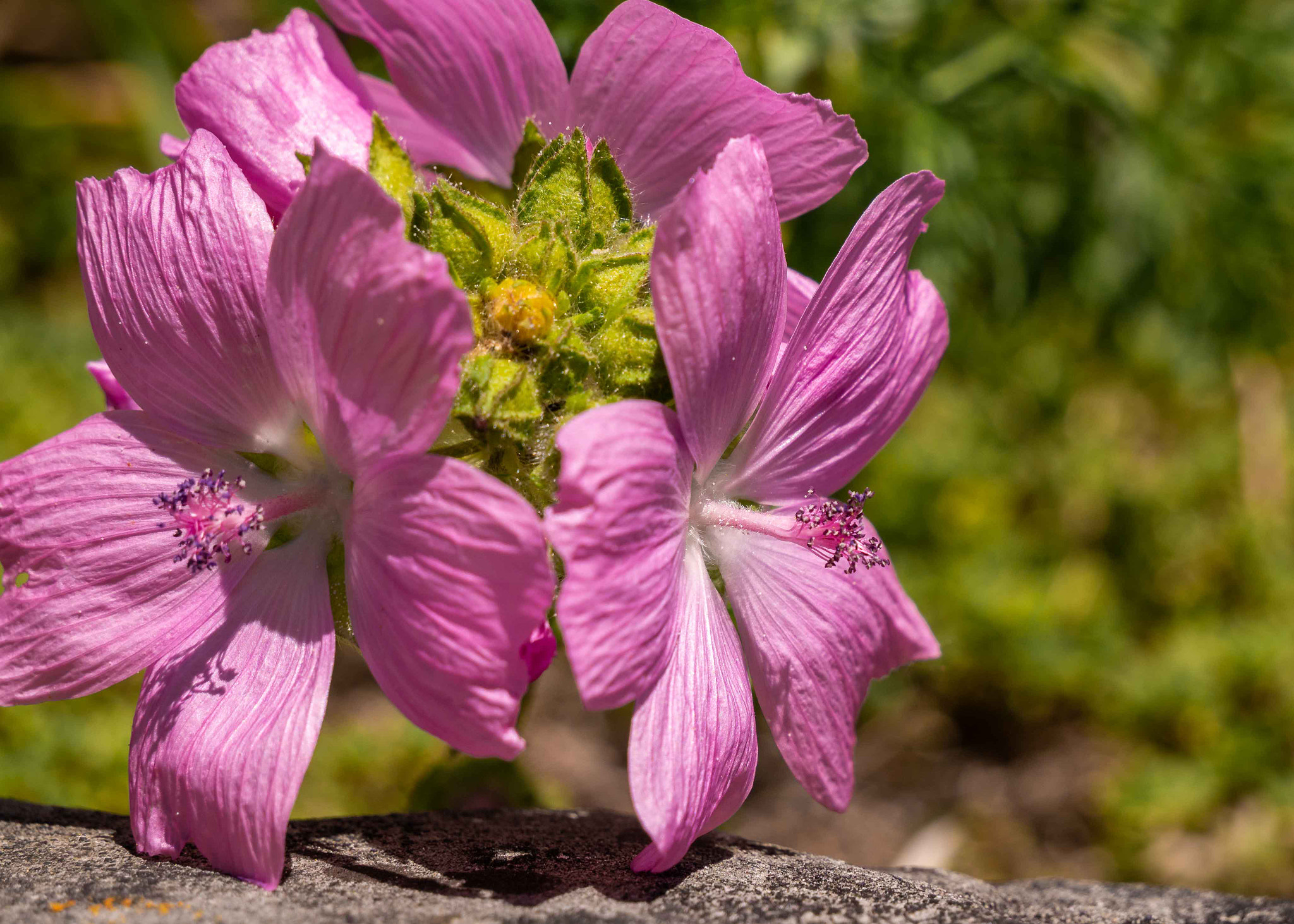 Panasonic DMC-G81 sample photo. Moschus malve / musk mallow photography