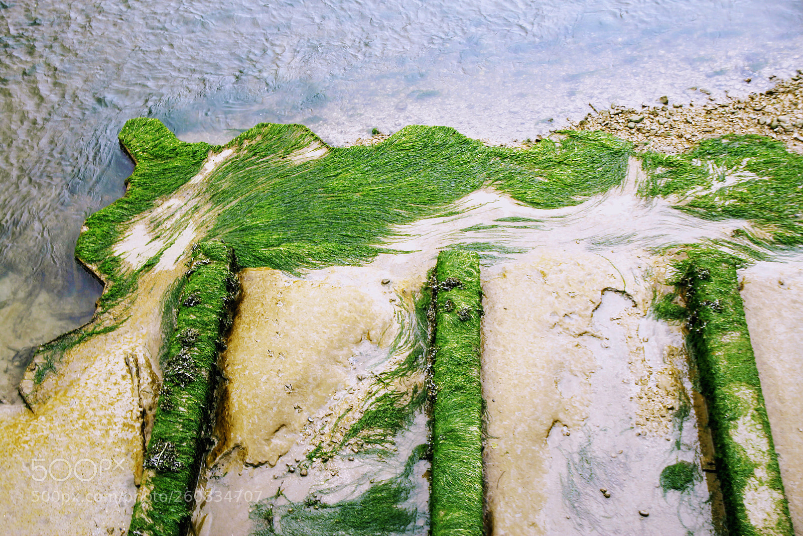 Canon EOS 600D (Rebel EOS T3i / EOS Kiss X5) sample photo. Algae photography