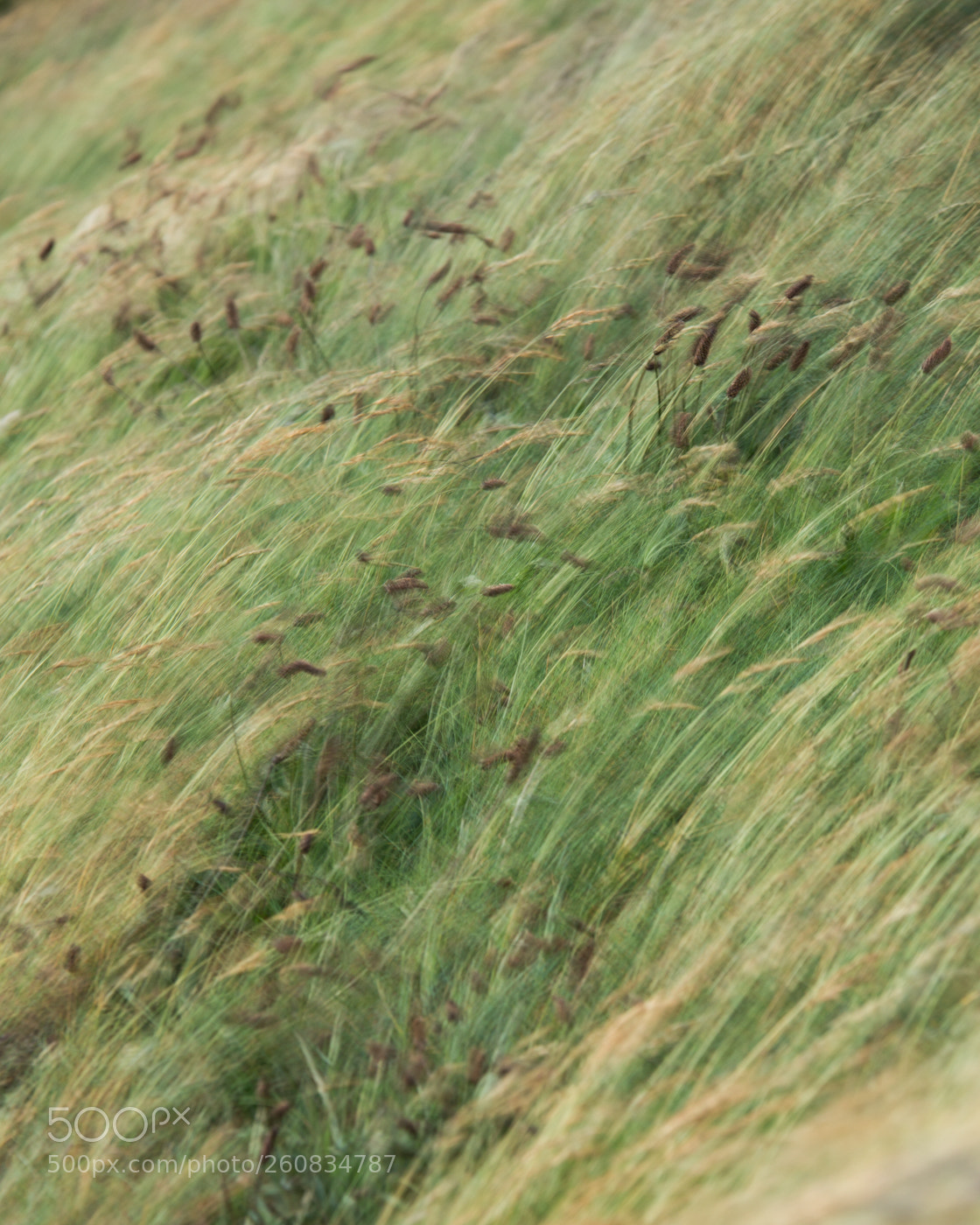 Canon EOS 6D sample photo. Grasses photography