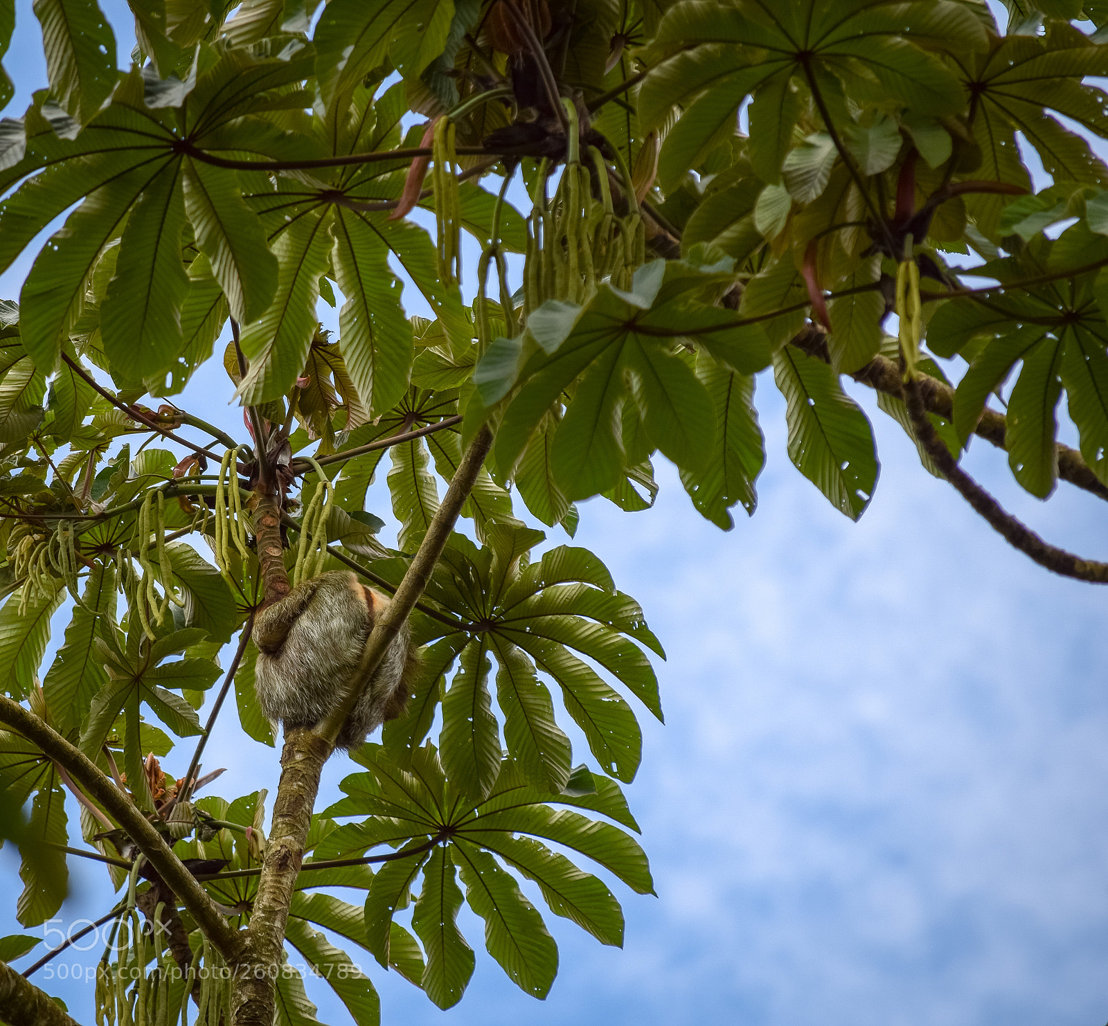 Nikon D5300 sample photo. Slothing sloth photography