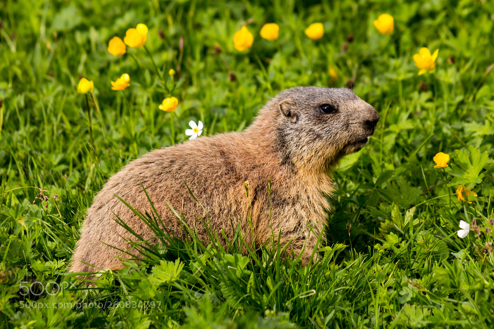 Canon EOS 60D sample photo. Alpine marmot groundhog feeding photography