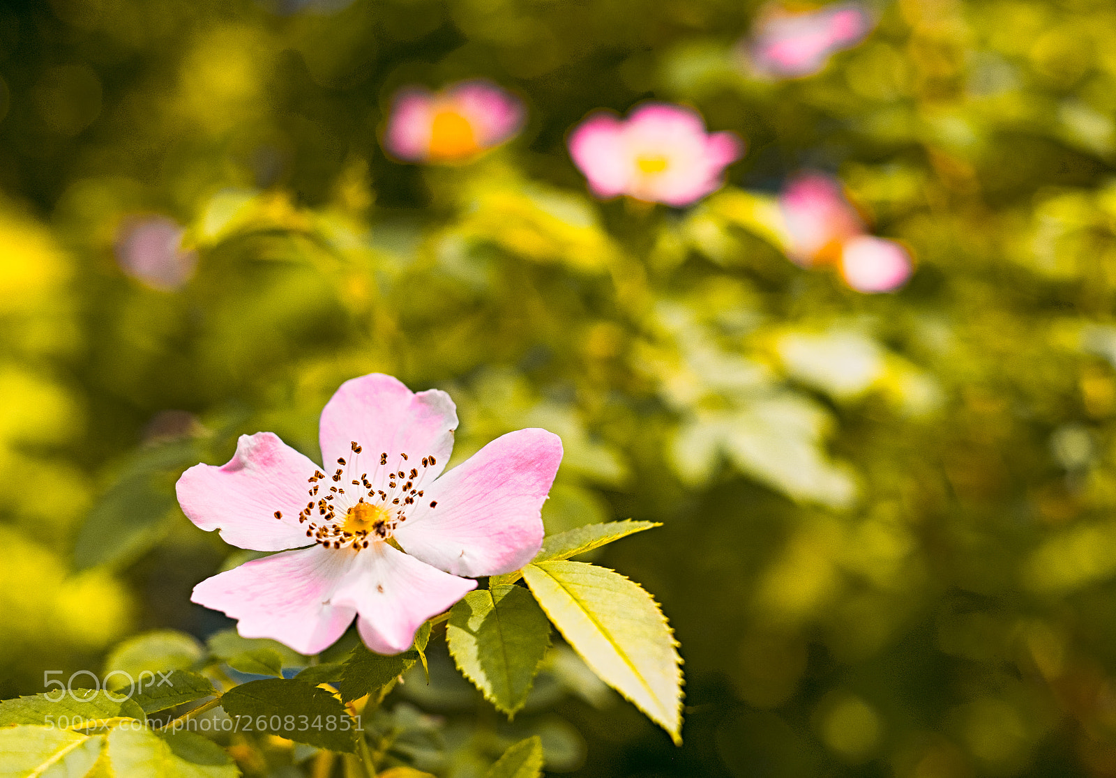 Fujifilm X-Pro2 sample photo. Art photography