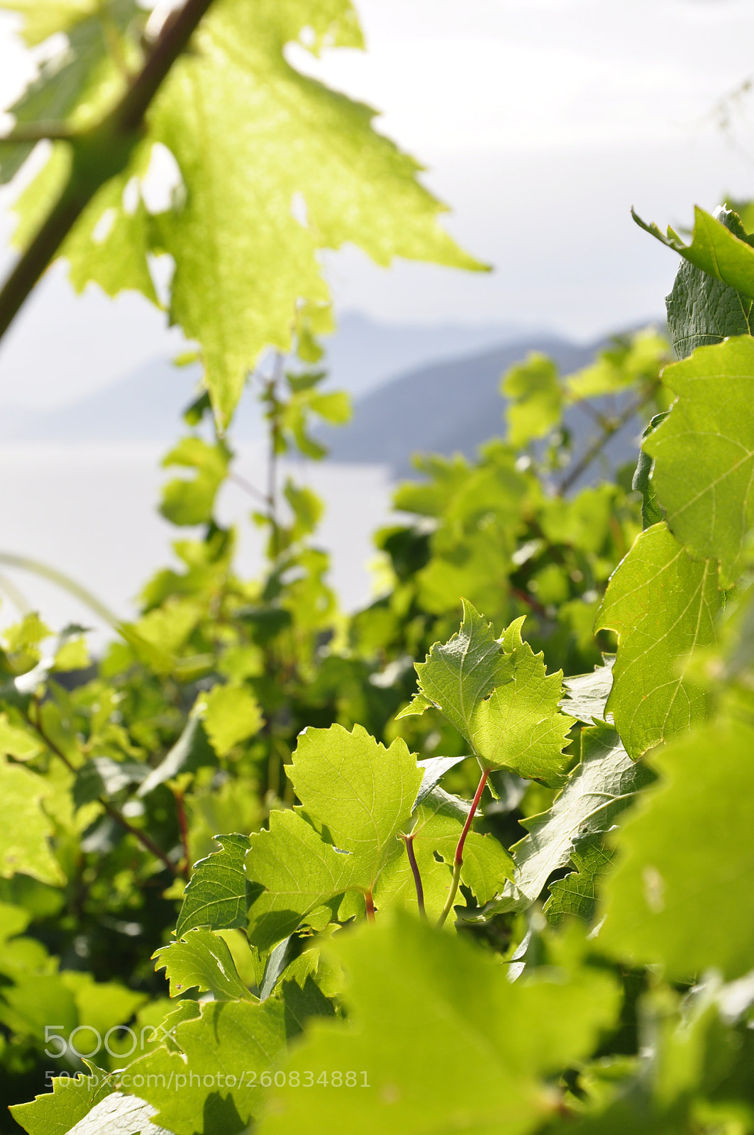 Nikon D90 sample photo. Beautiful view to vineyard photography