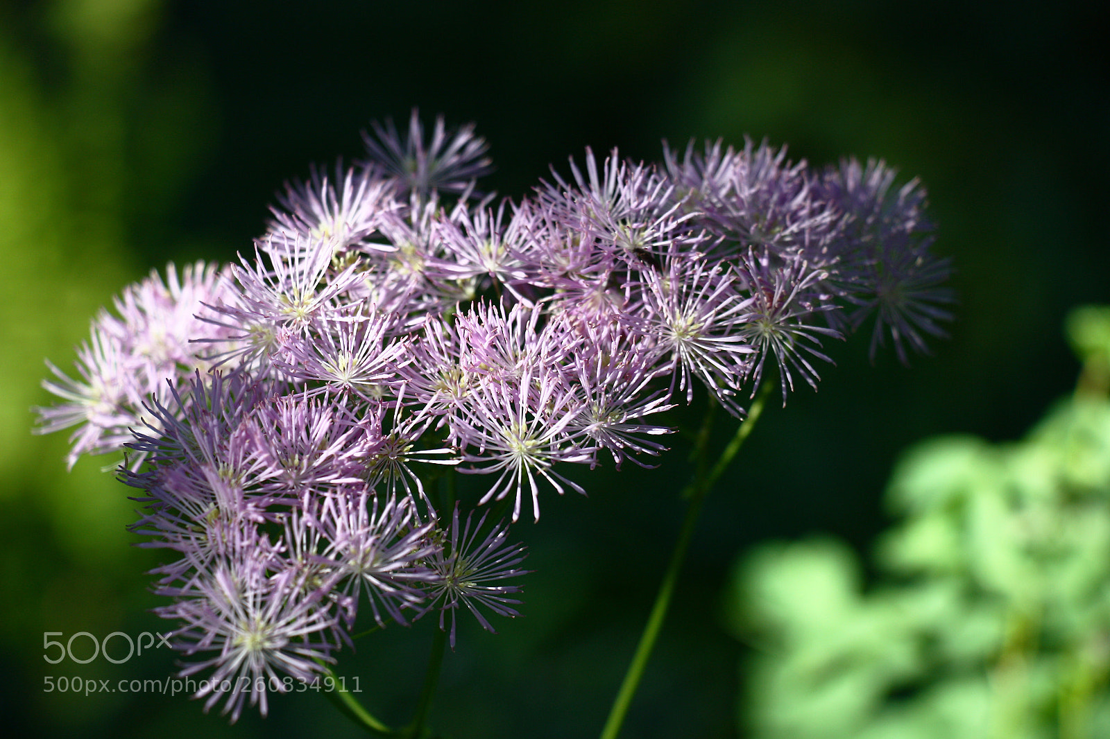 Canon EOS 450D (EOS Rebel XSi / EOS Kiss X2) sample photo. Thalictrum inflorescence. photography