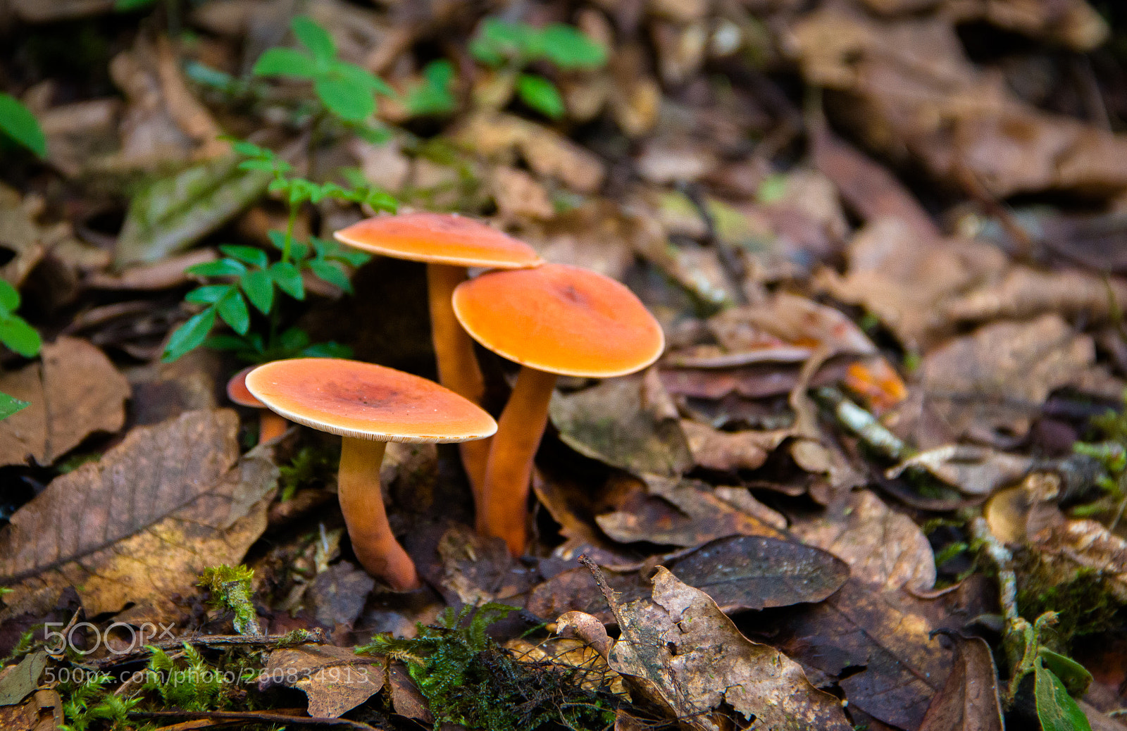 Canon EOS 70D sample photo. Mushroom photography