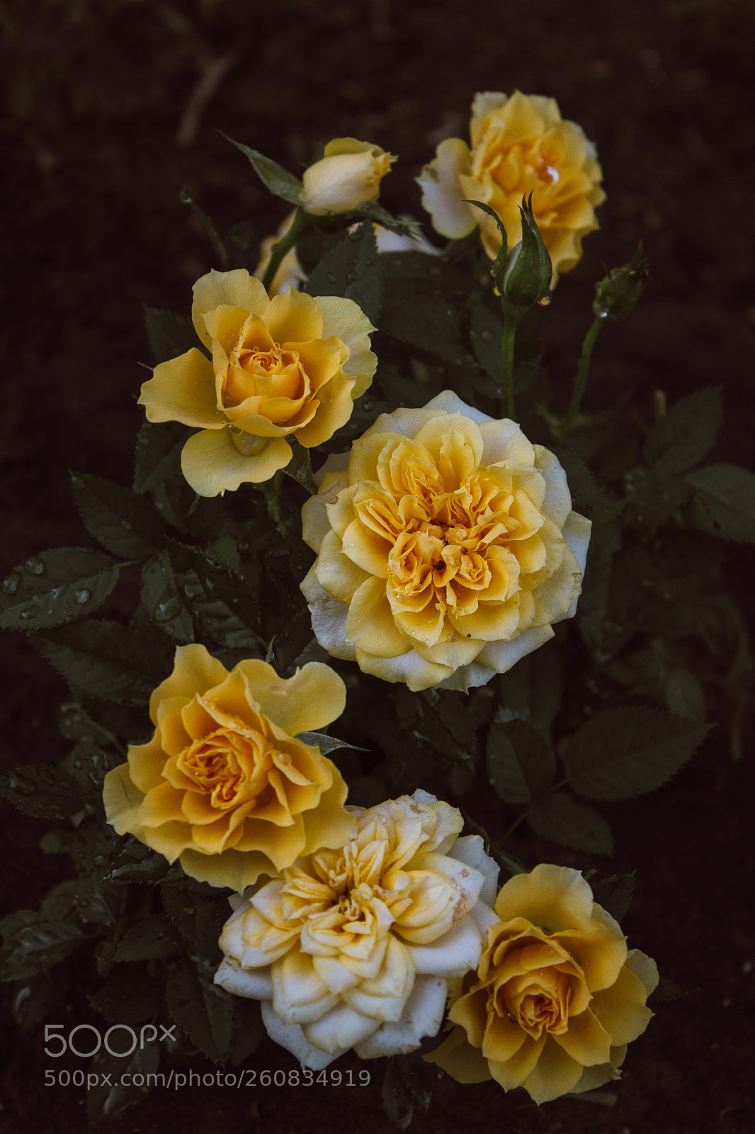Canon EOS 600D (Rebel EOS T3i / EOS Kiss X5) sample photo. ..... photography