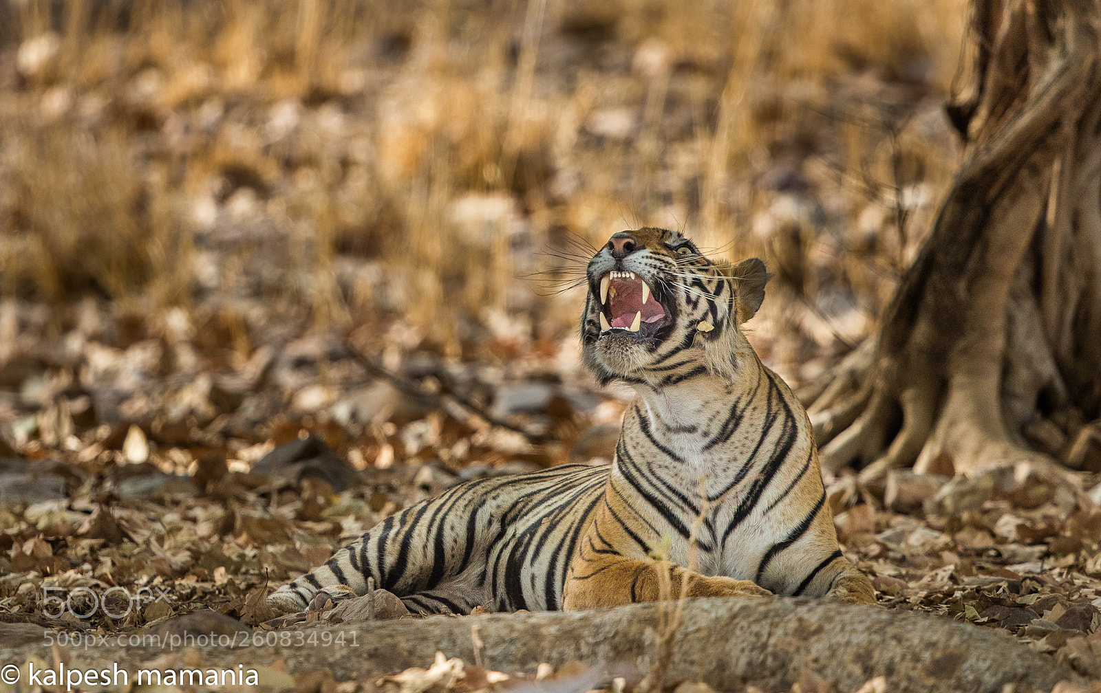 Canon EOS 5DS R sample photo. Roar photography