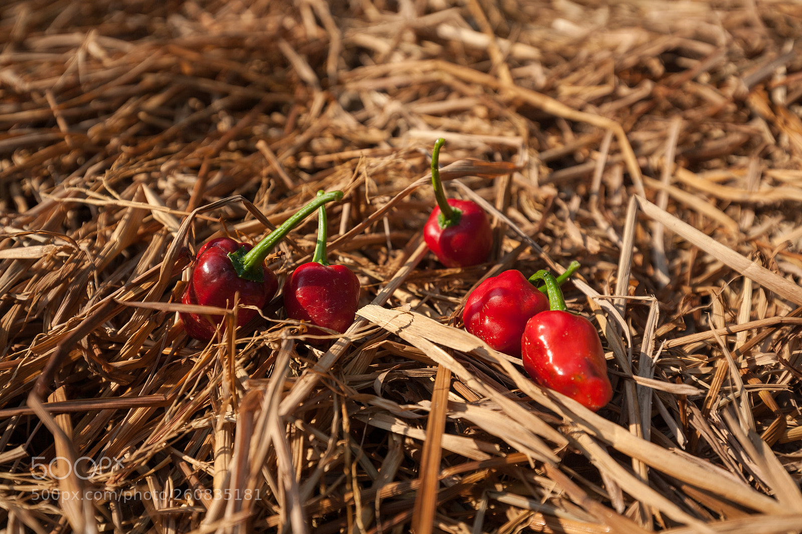 Canon EOS 5D sample photo. Chili peppers photography