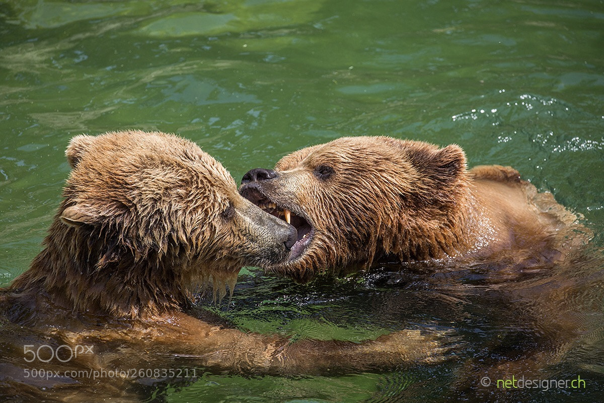 Canon EOS 5D Mark IV sample photo. Bears photography