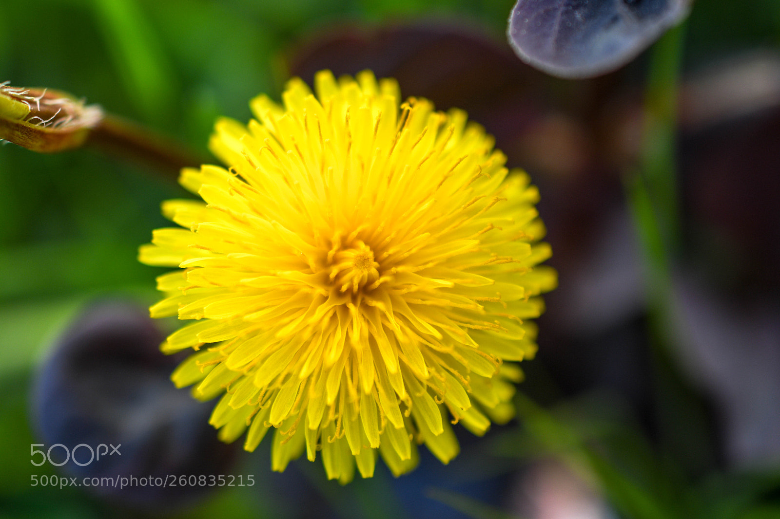 Nikon D7500 sample photo. Yellow flower photography