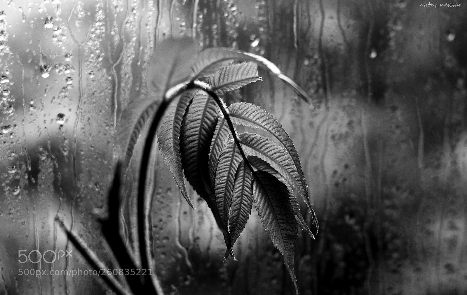 Nikon D5300 sample photo. #springtime...2 b&w photography