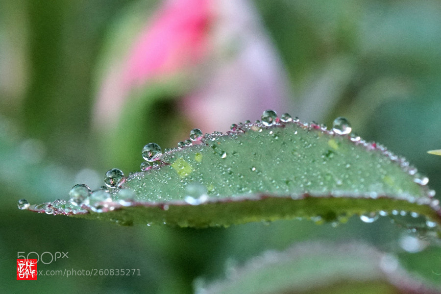 Sony a6500 sample photo. Morning dew 0604 photography