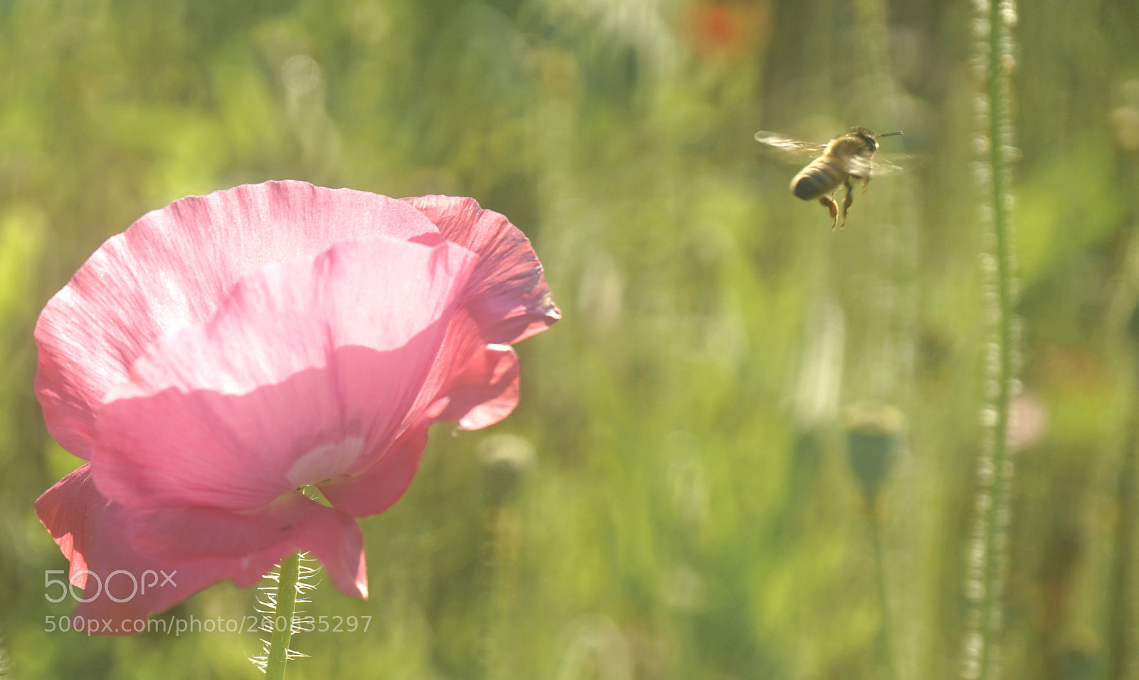 Sony a7 II sample photo. Poppy and bee photography