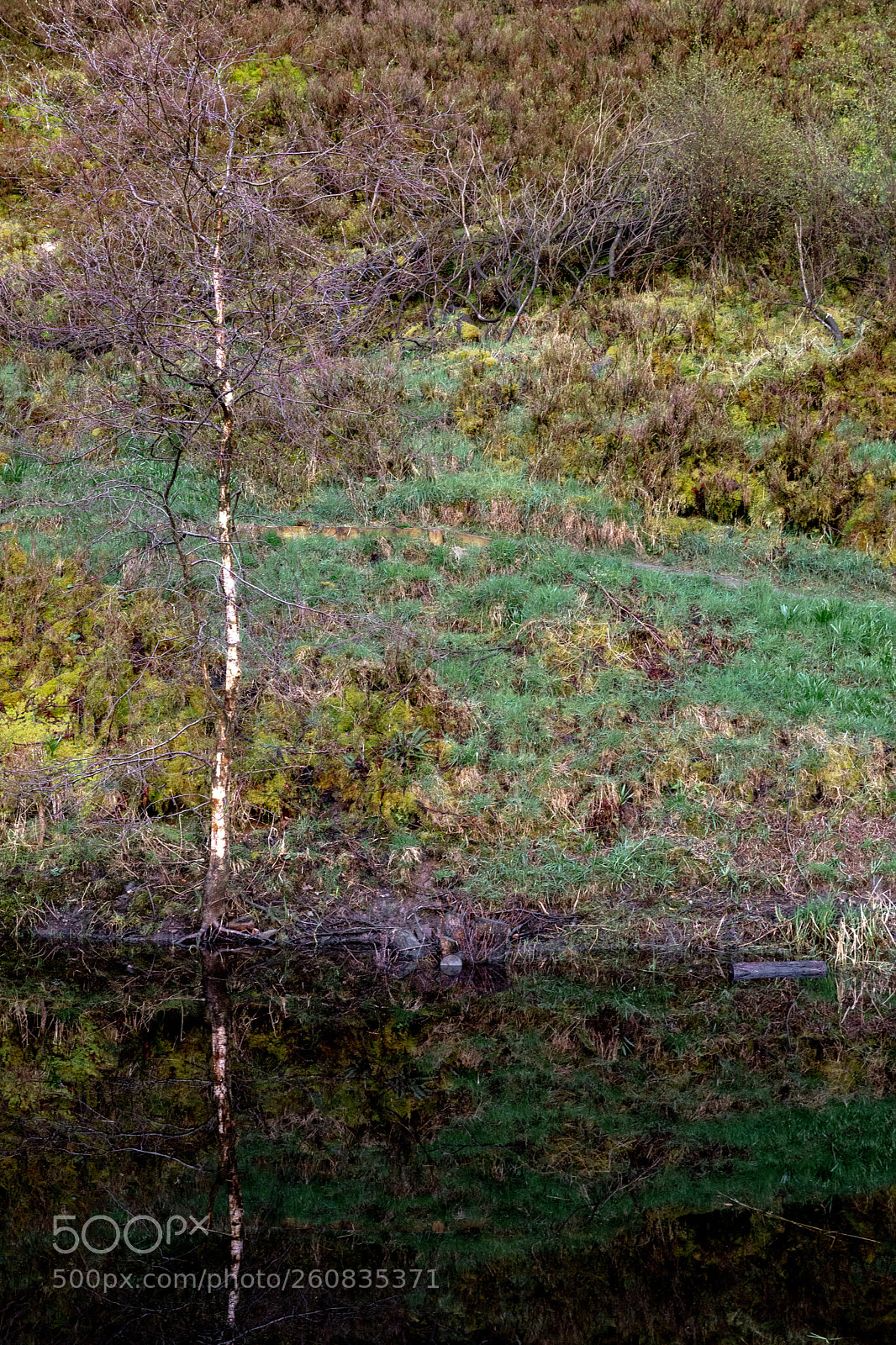 Canon EOS 5D Mark IV sample photo. Tree reflection photography