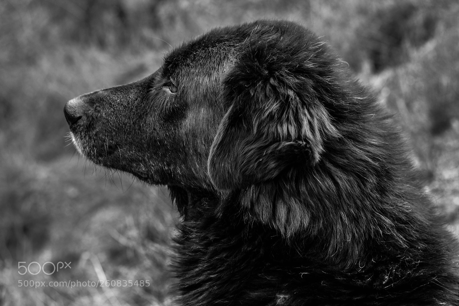 Nikon D5200 sample photo. Dogs of himachal !! photography