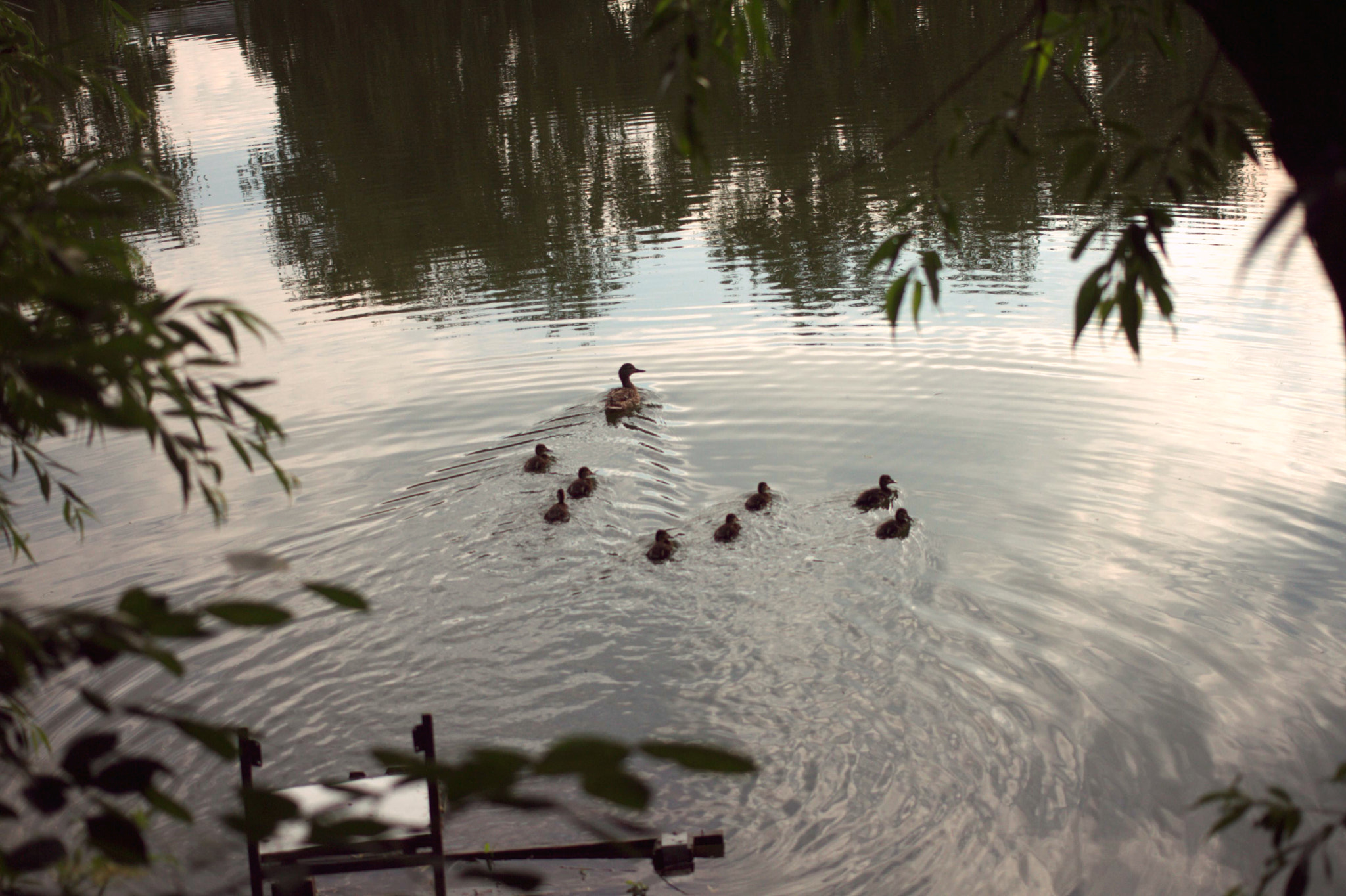 Canon EOS 7D + Canon EF 40mm F2.8 STM sample photo. Family of ducks photography