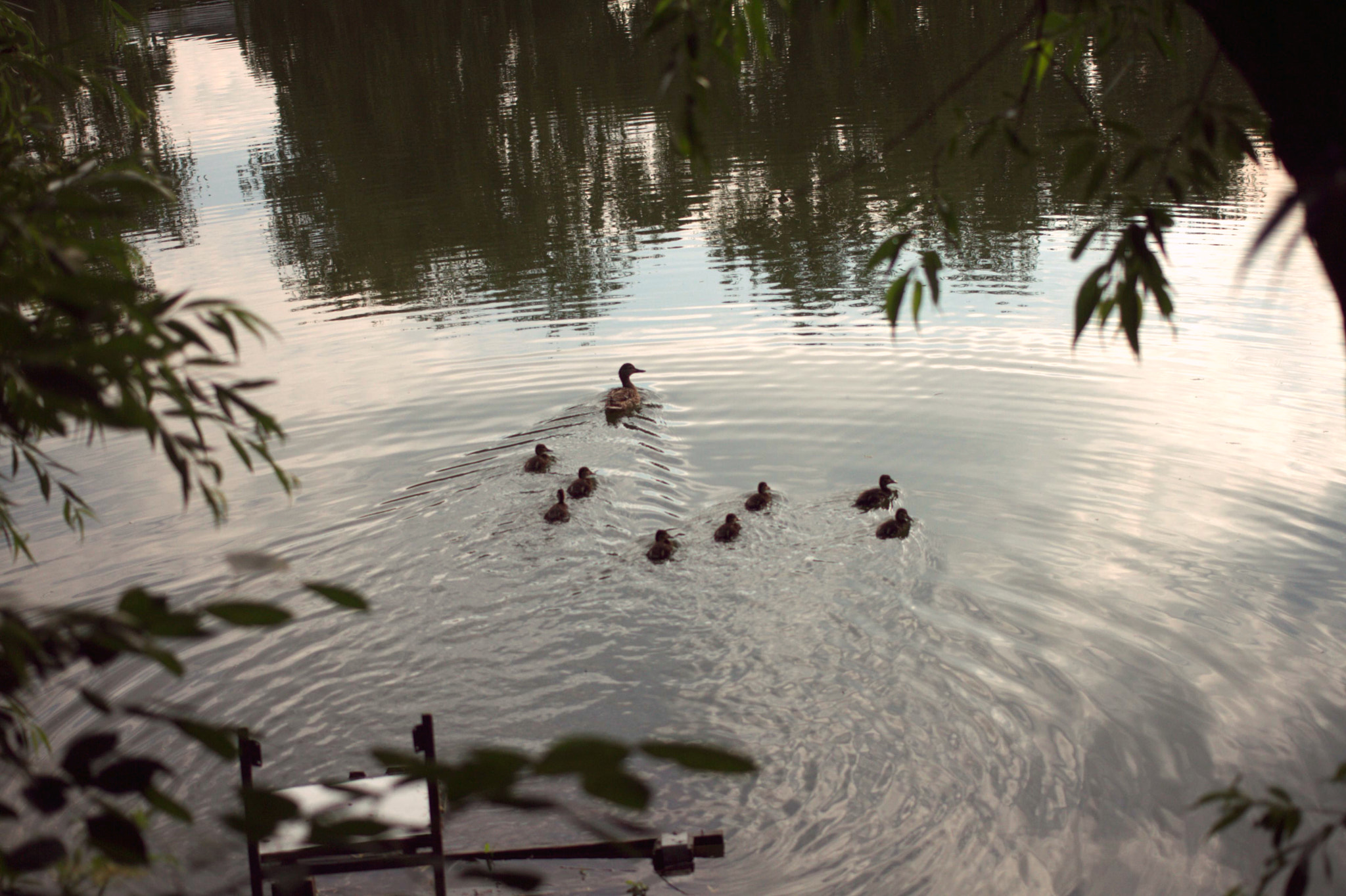 Canon EF 40mm F2.8 STM sample photo. Family of ducks photography