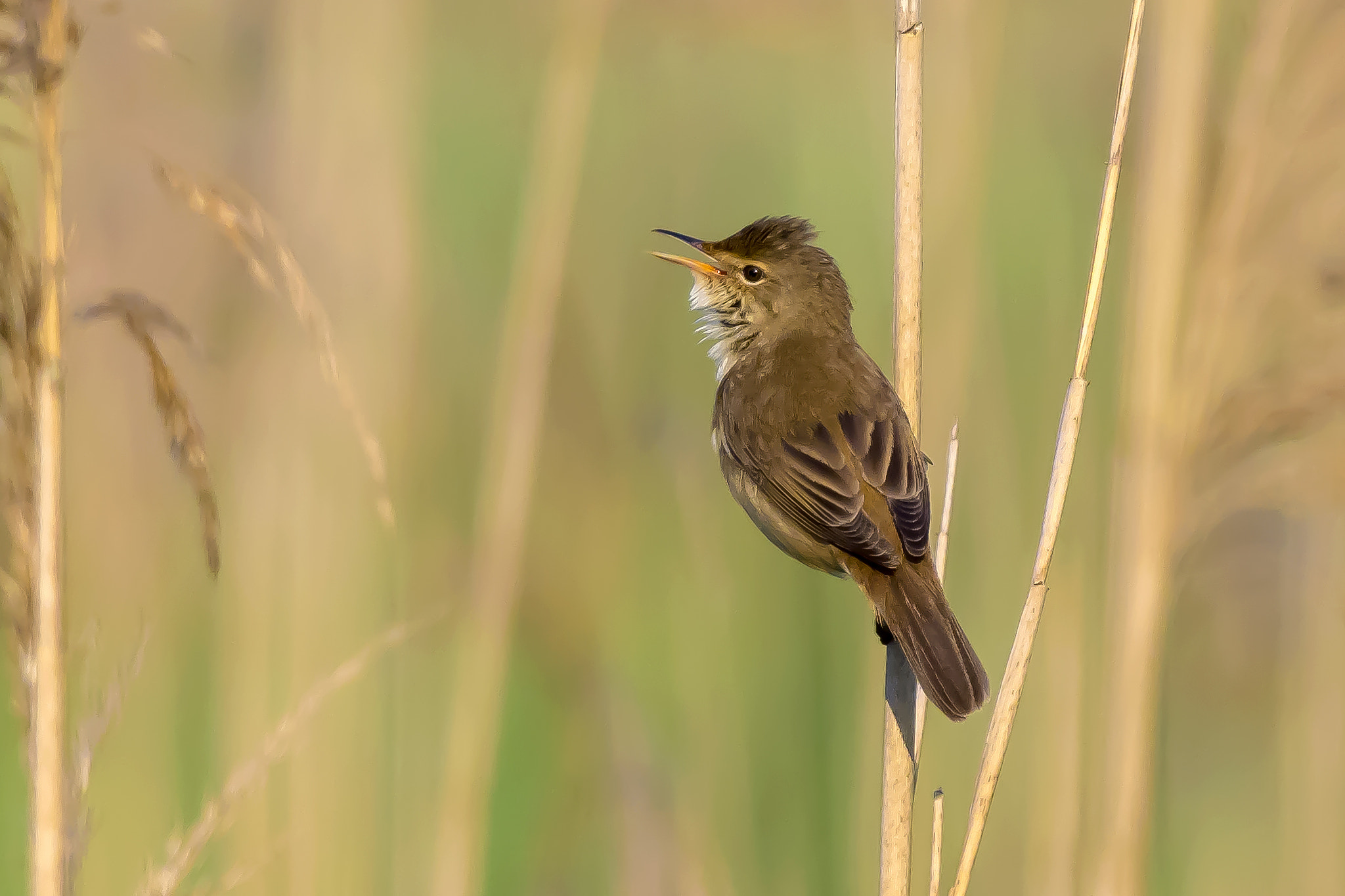 Pentax KP sample photo. Eurasian reed warbler photography